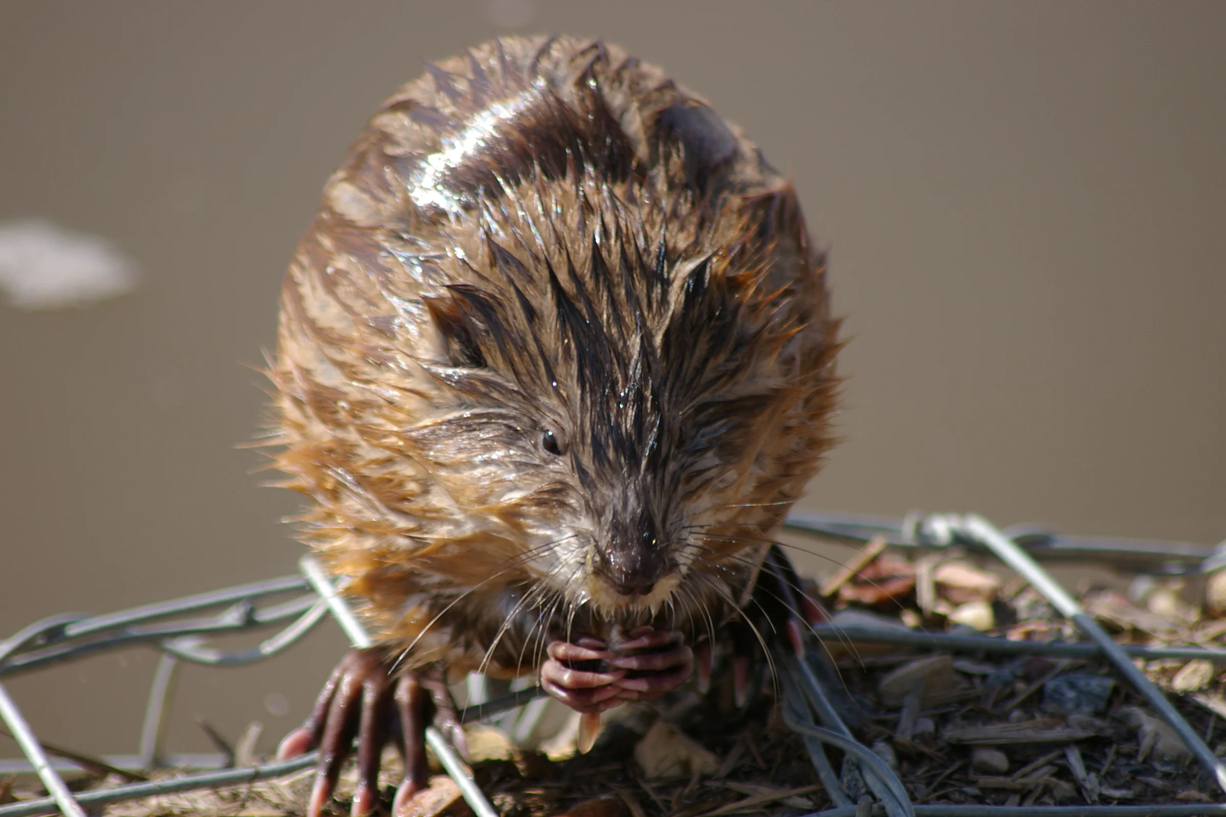 Muskrat 