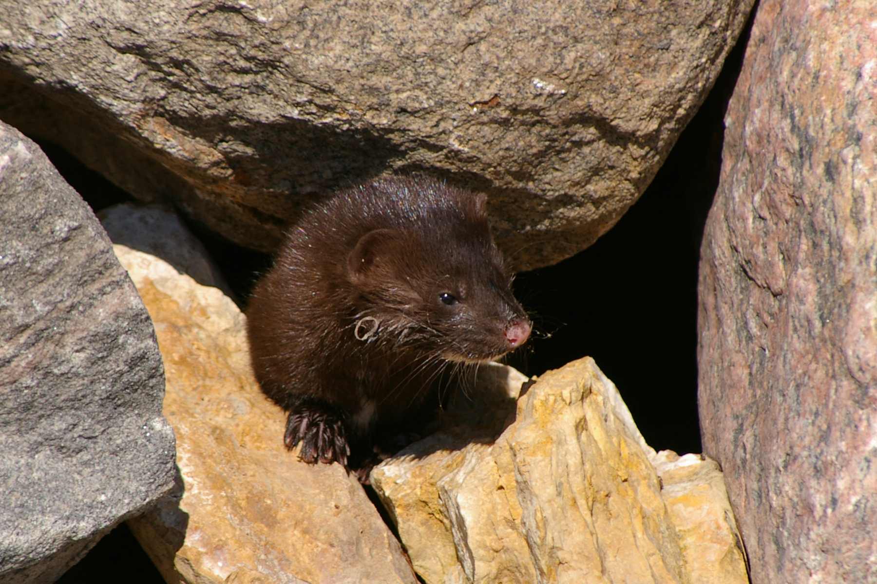 Mink