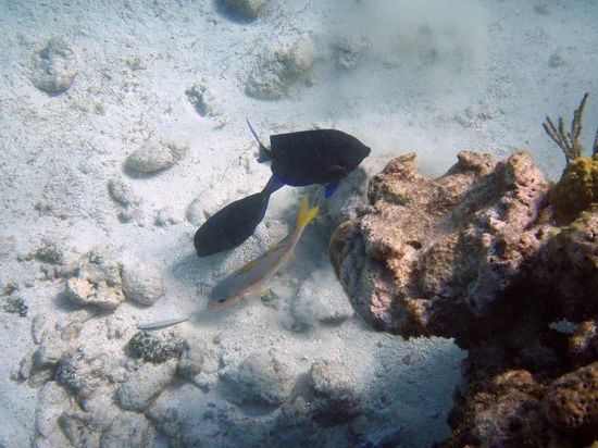 TobagoCays_040.jpg