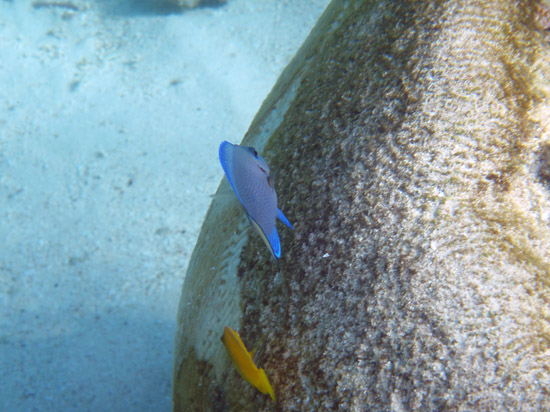 TobagoCays_041.jpg