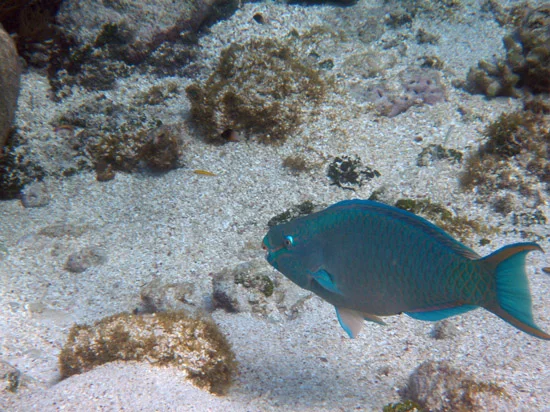 TobagoCays_042.jpg