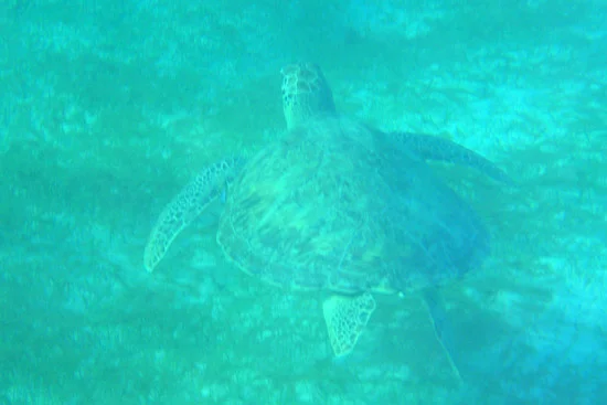 TobagoCays_046.jpg