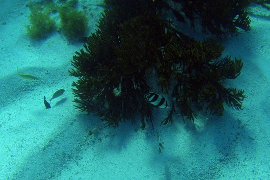TobagoCays_048.jpg