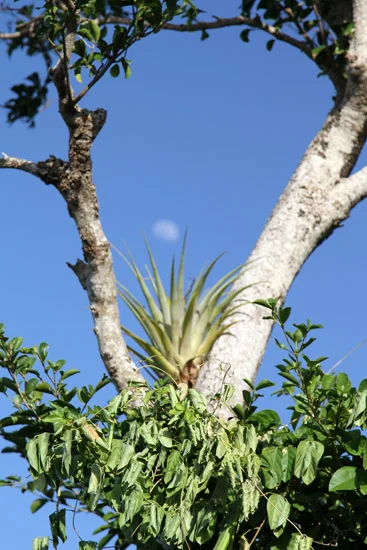 Mayreau_016.jpg