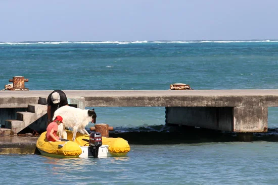 PetiteMartinique_012.jpg