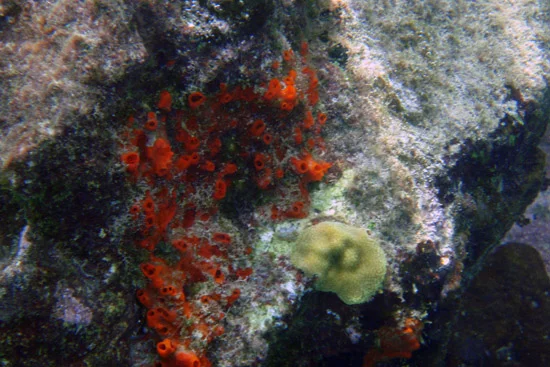 Bequia_089.jpg