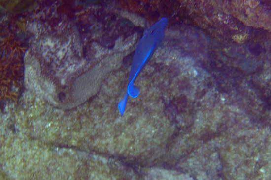 Bequia_091.jpg