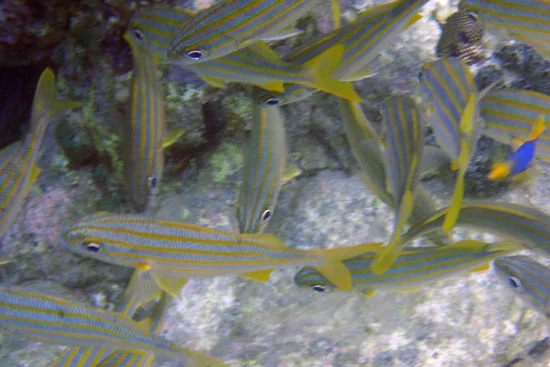 Bequia_087.jpg