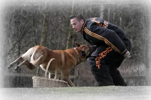 FrenchRingSport.jpg