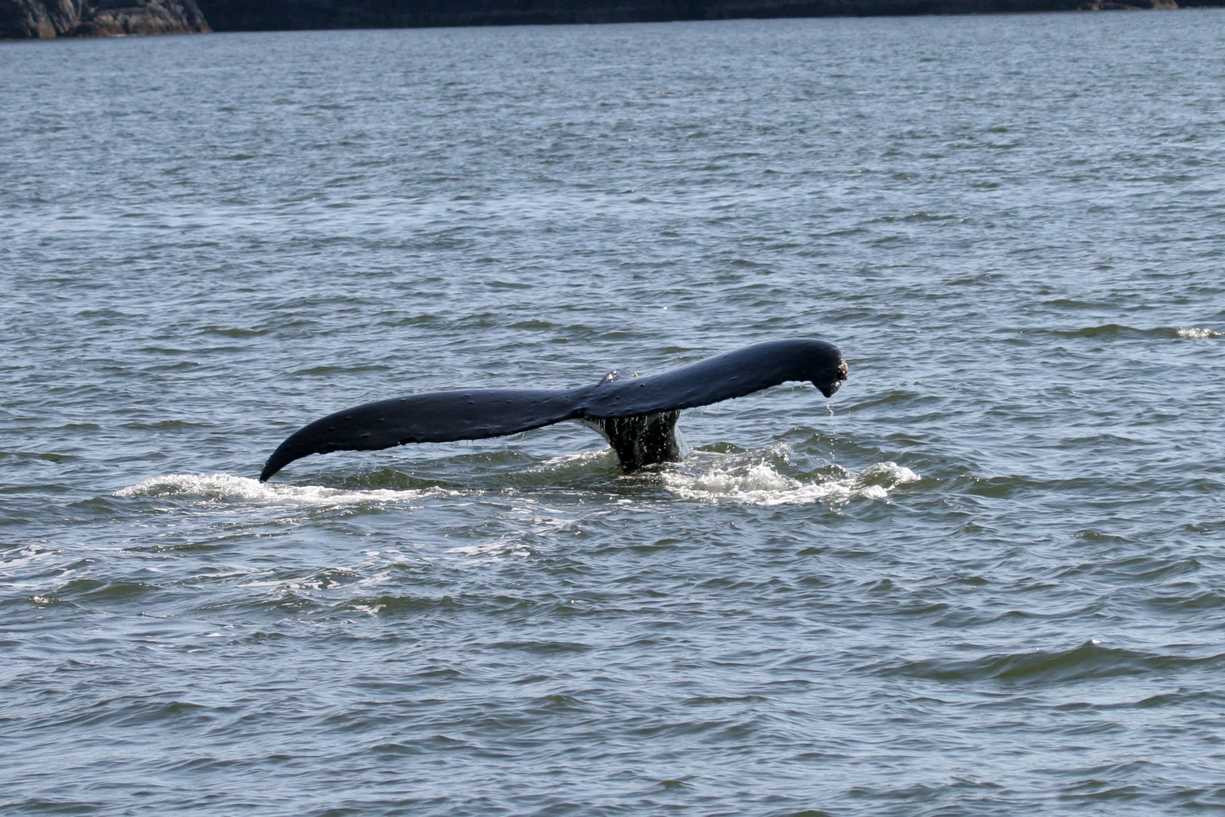 Whale of a tail