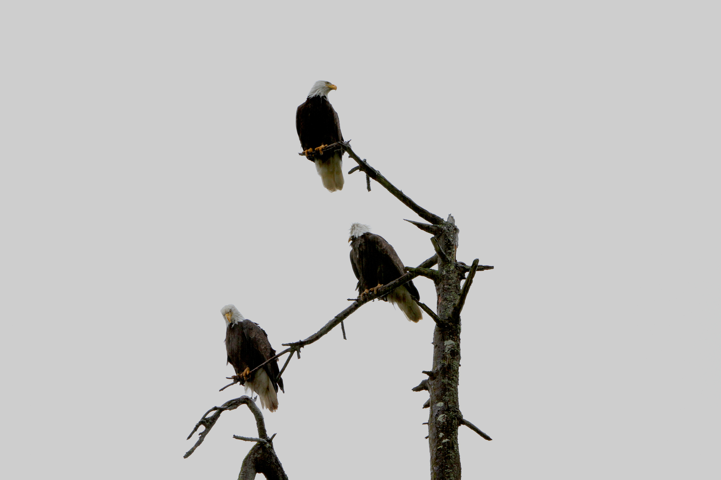 Three Little Birds
