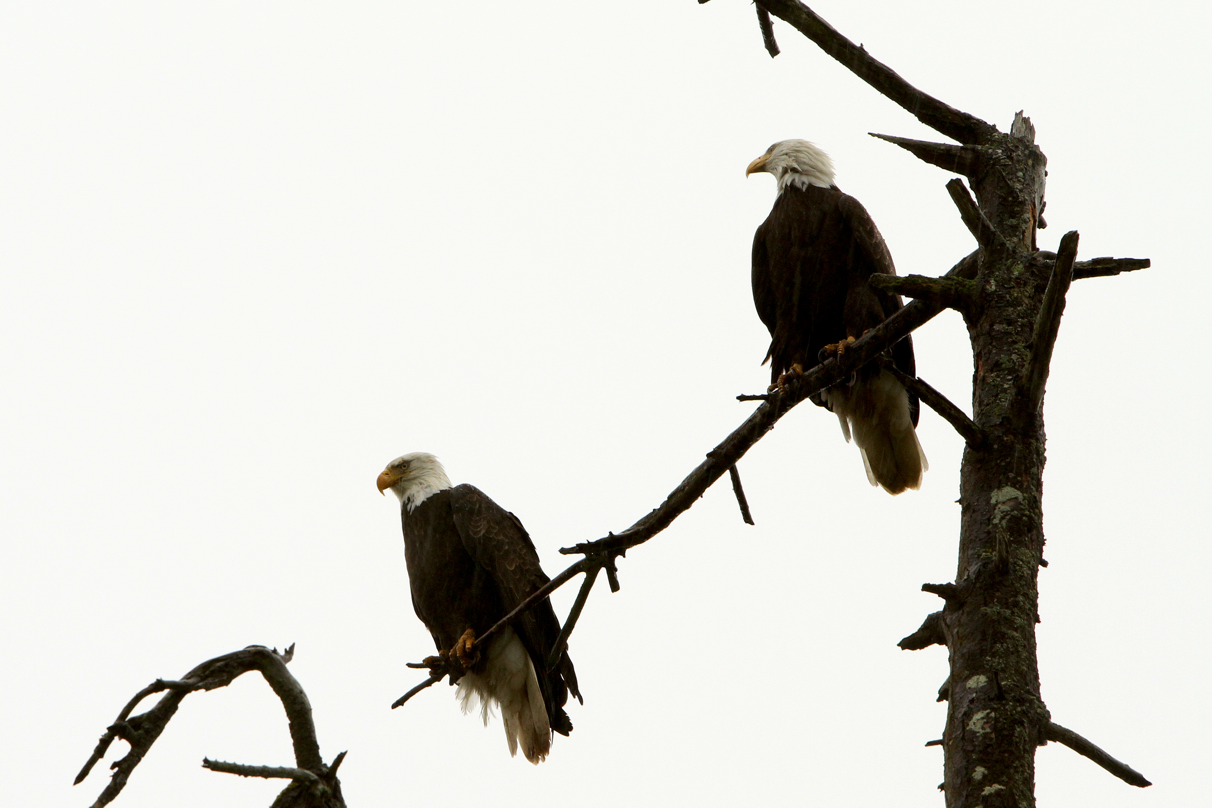 Eagles
