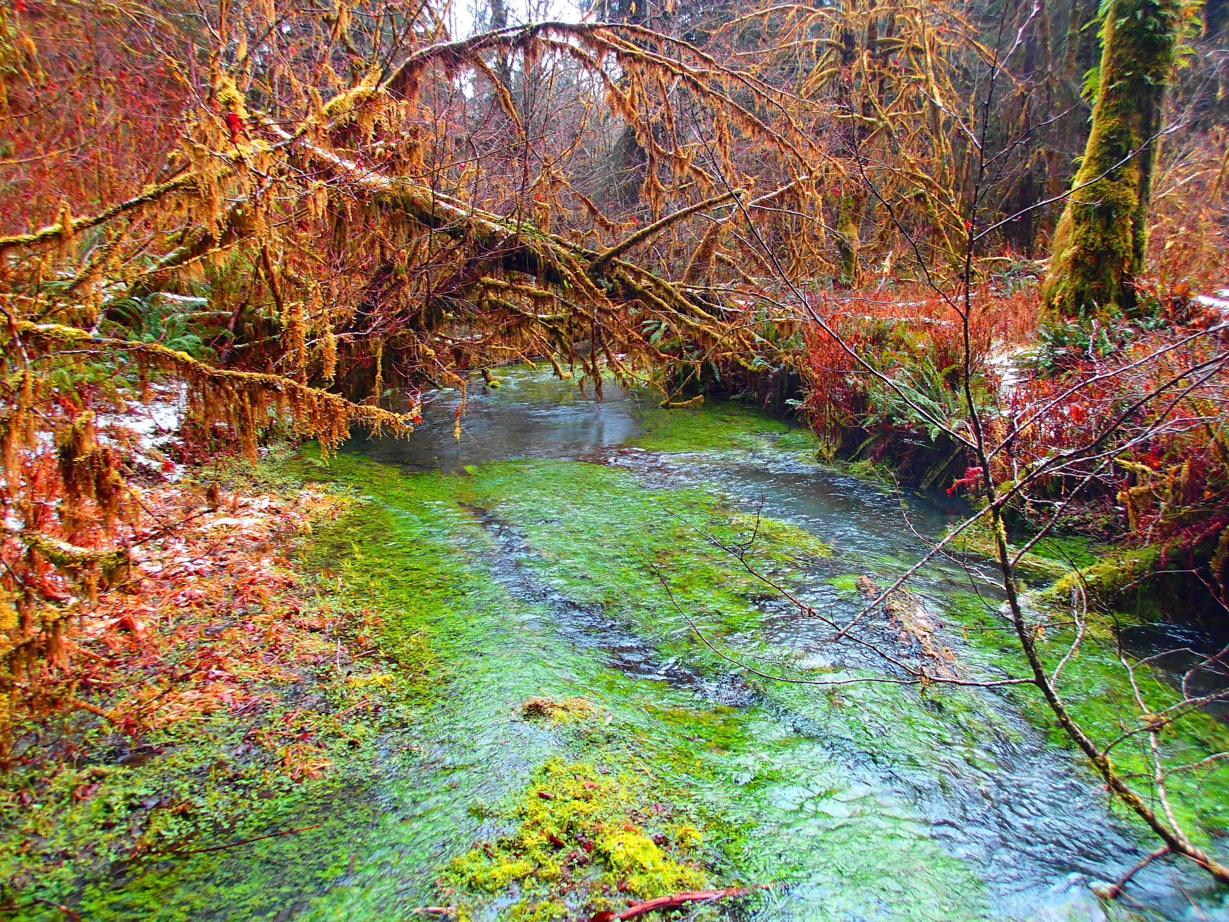 Hoh Rain Forest