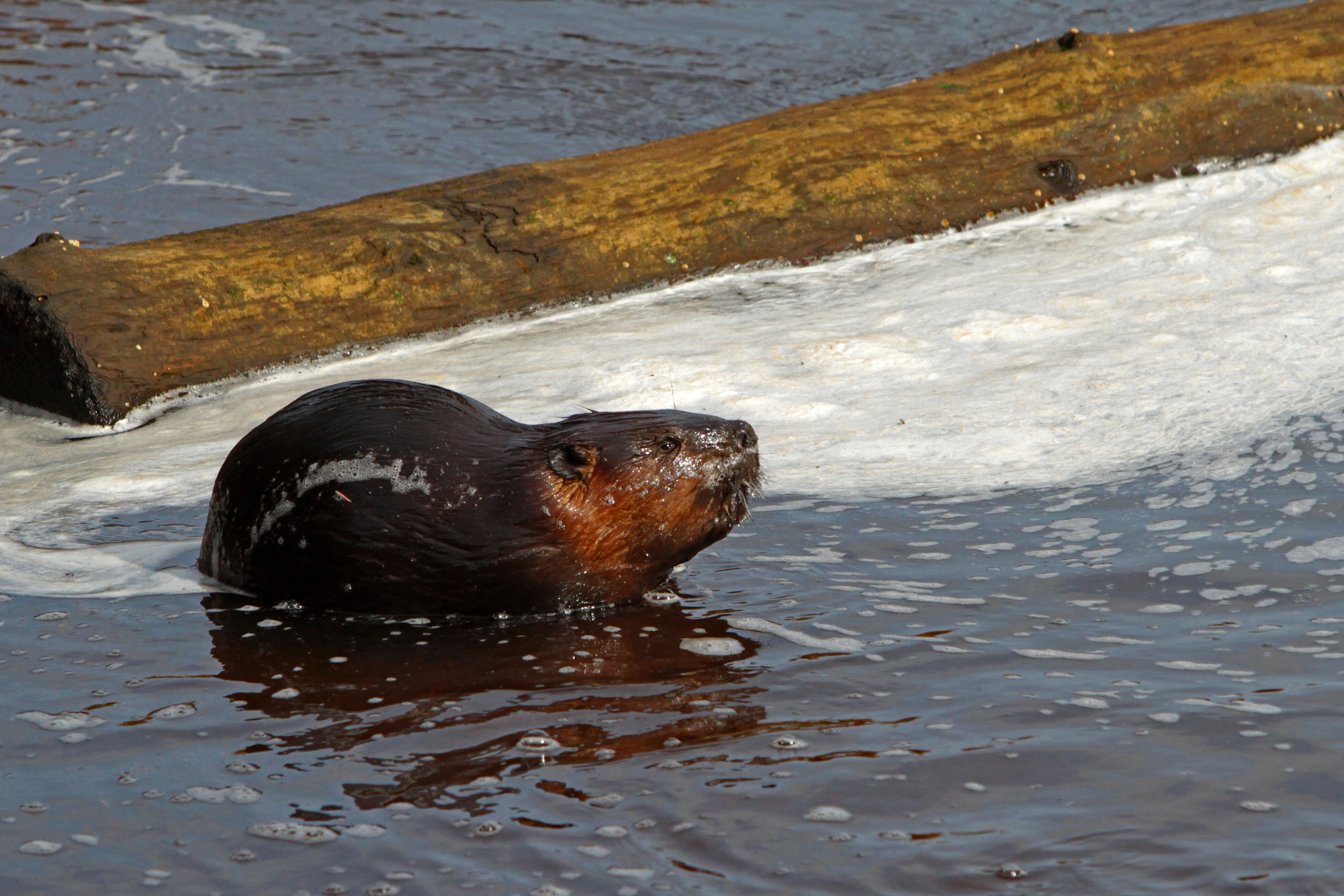 Beaver with a foam stache