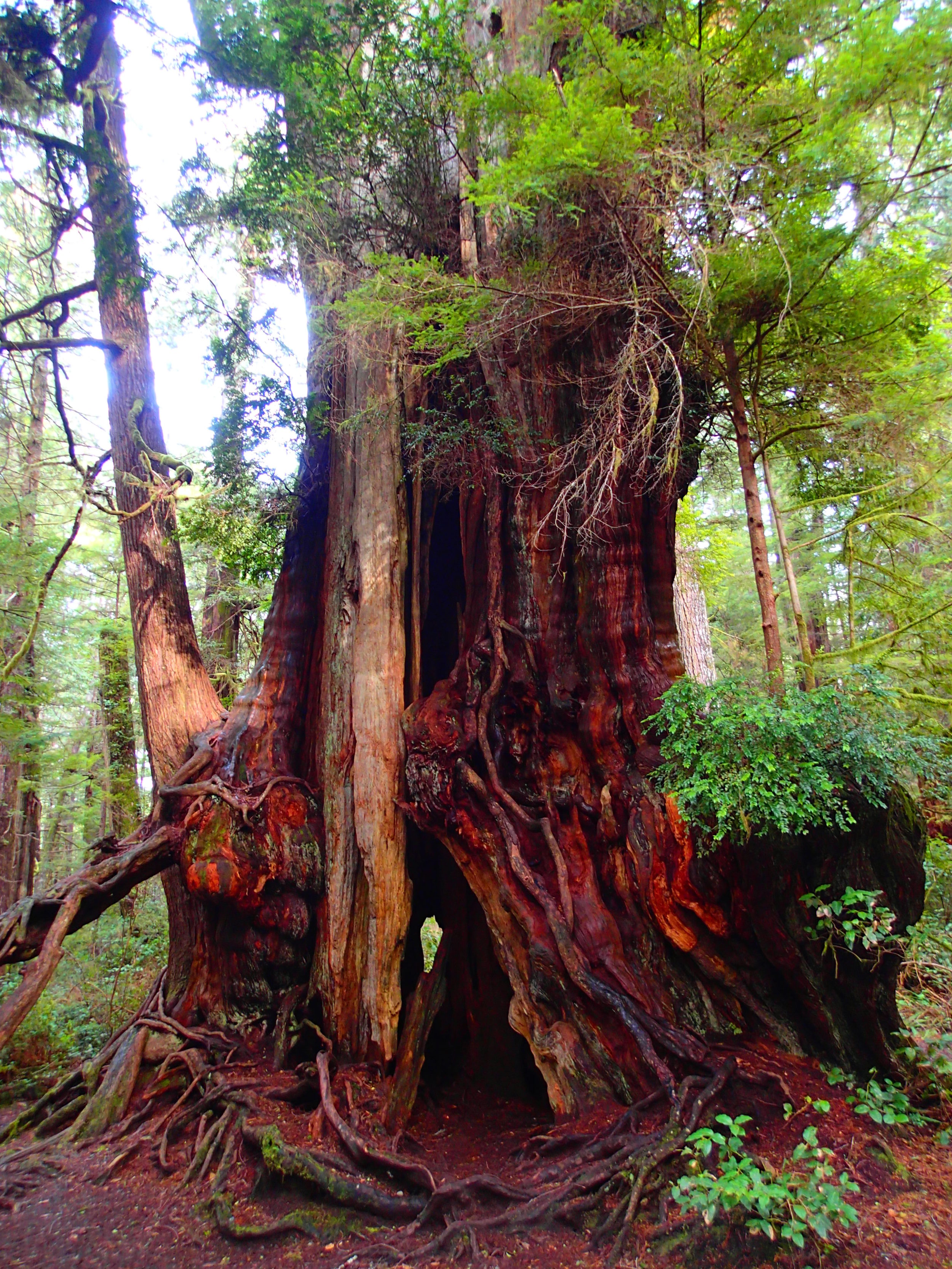 The same tree....