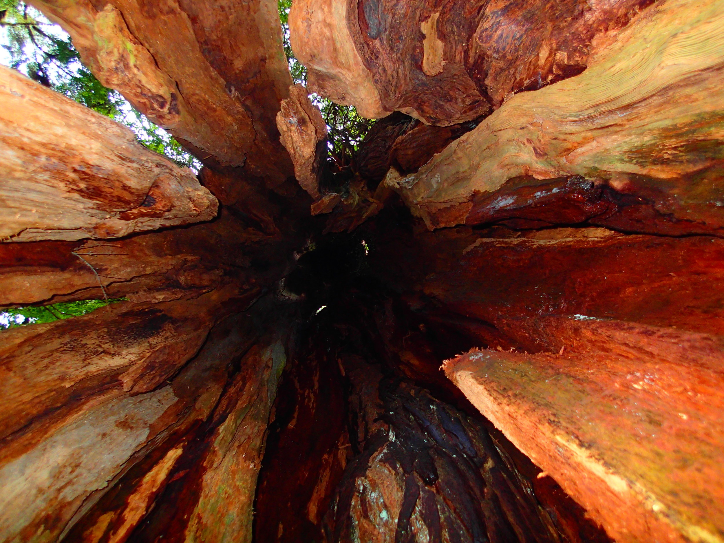 Inside the cedar