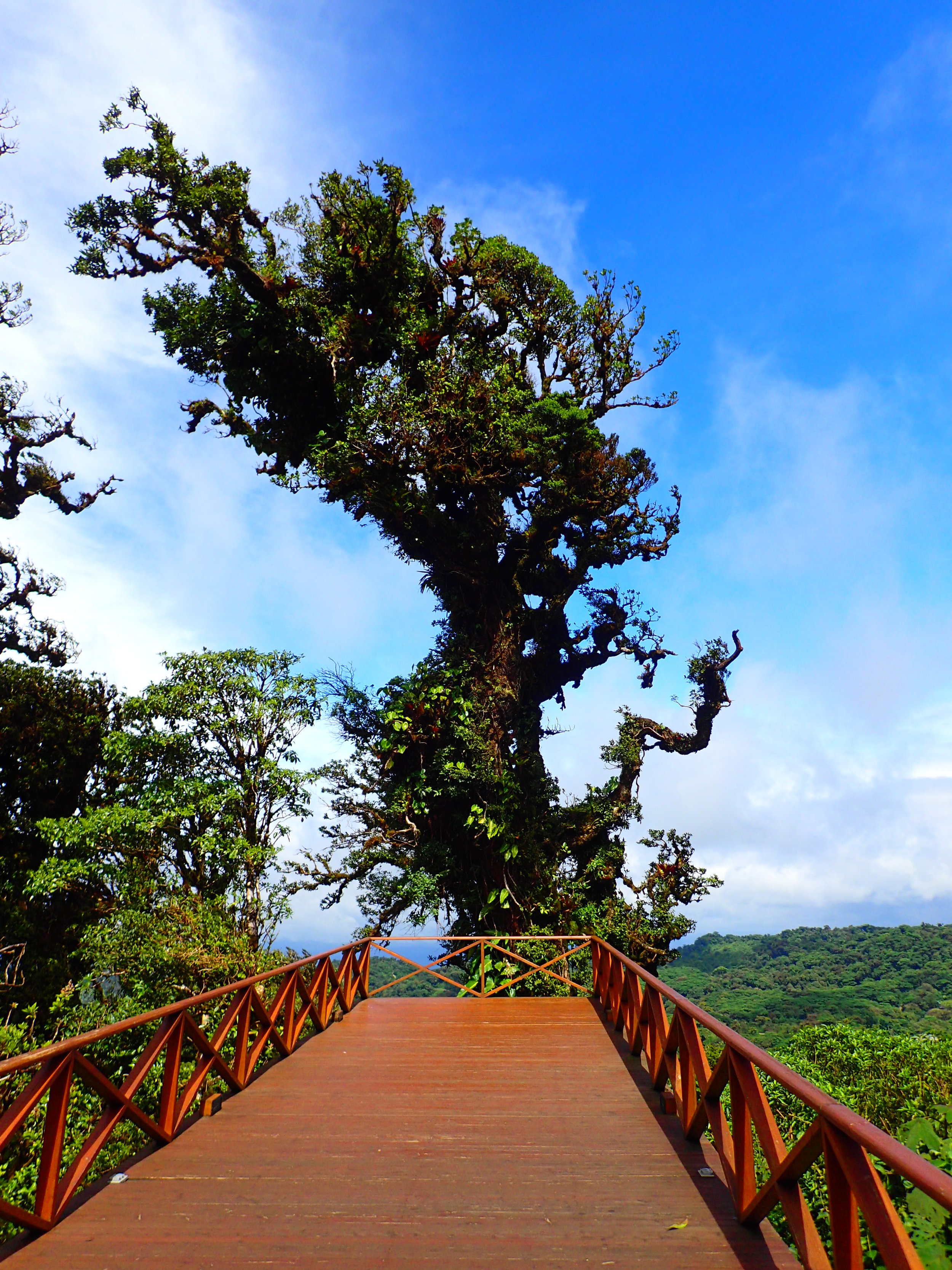 Monteverde Cloud Forest