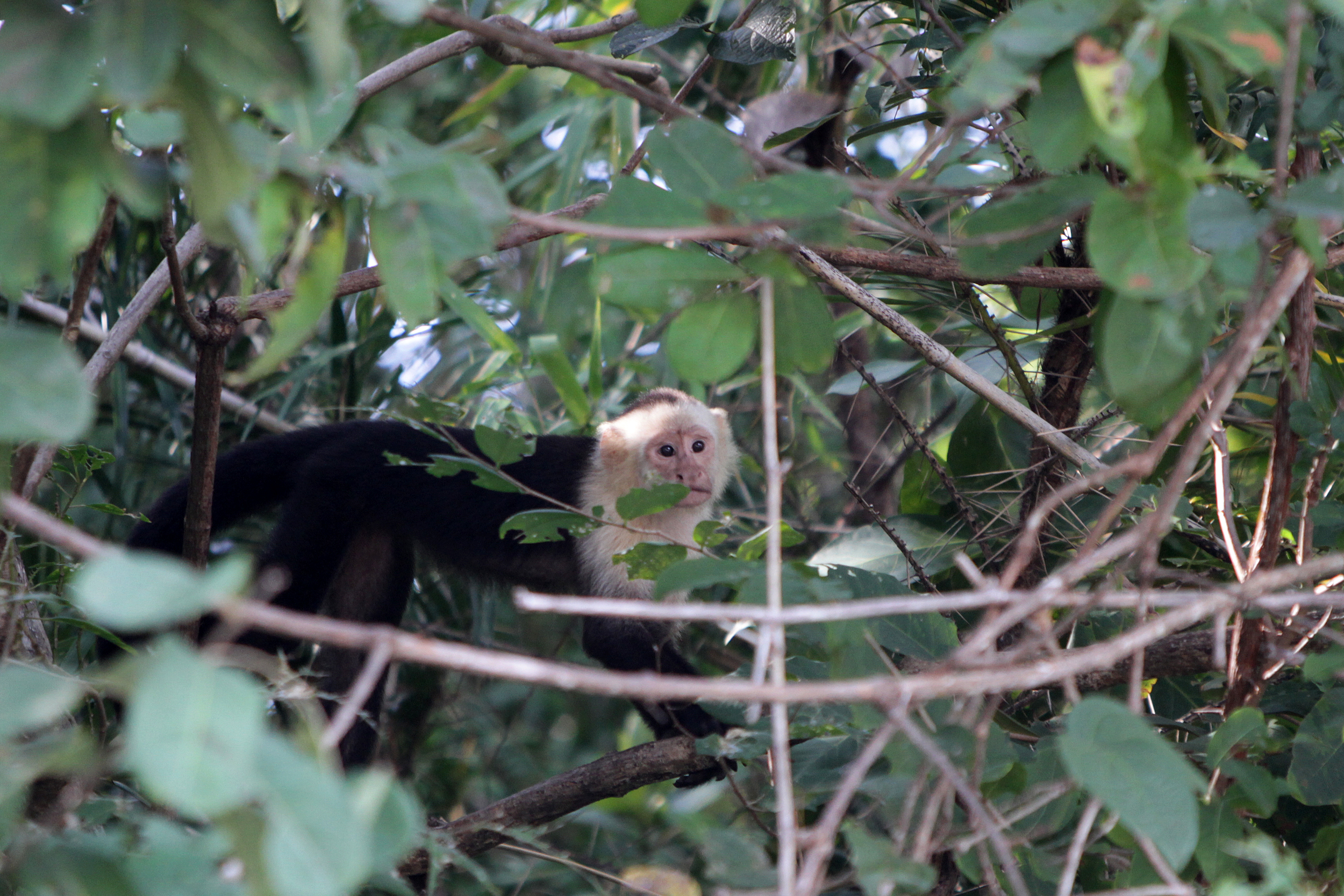 Capuchin monkey