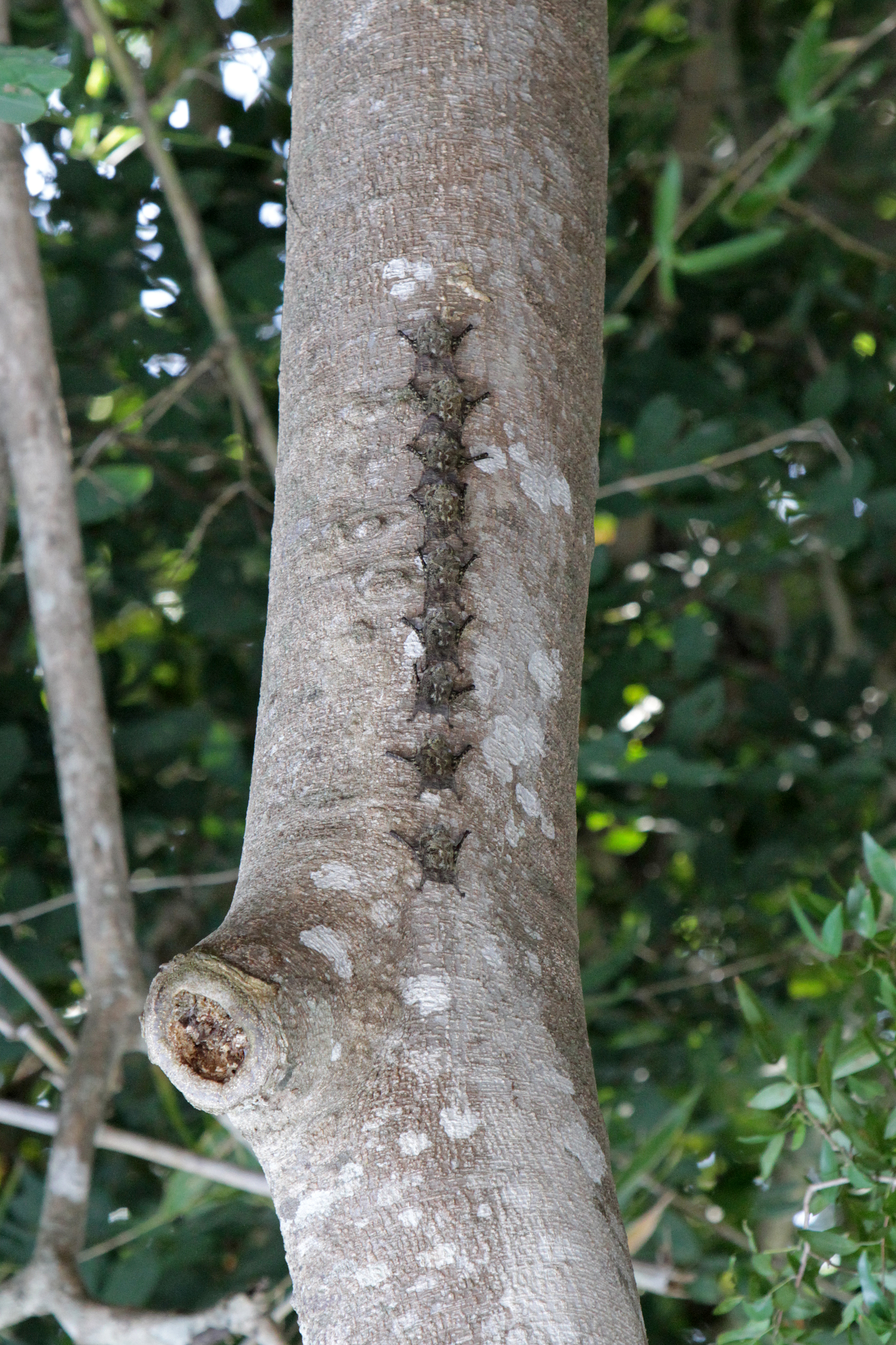 Local Long Nosed Bats