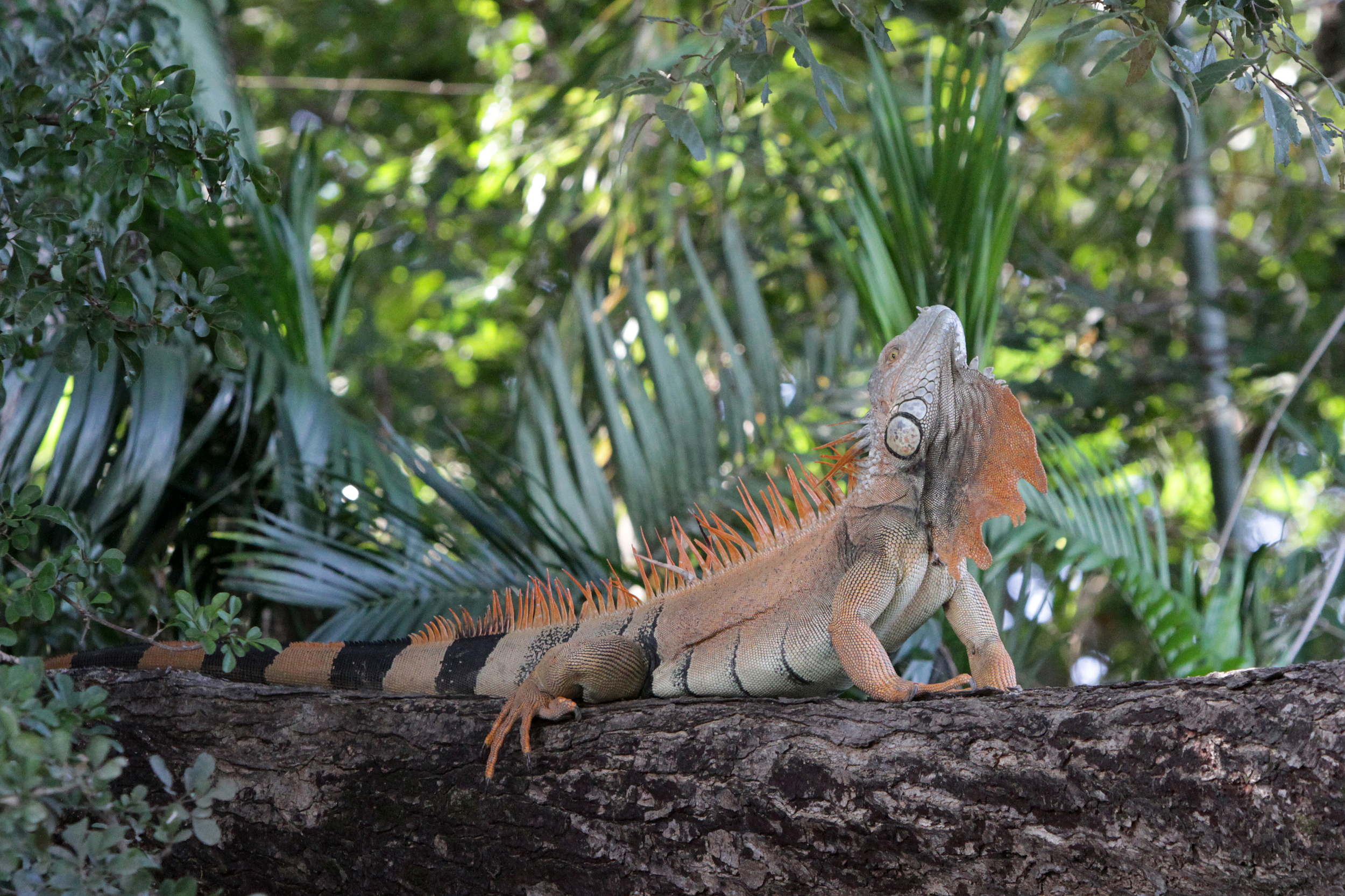 Male Iguana