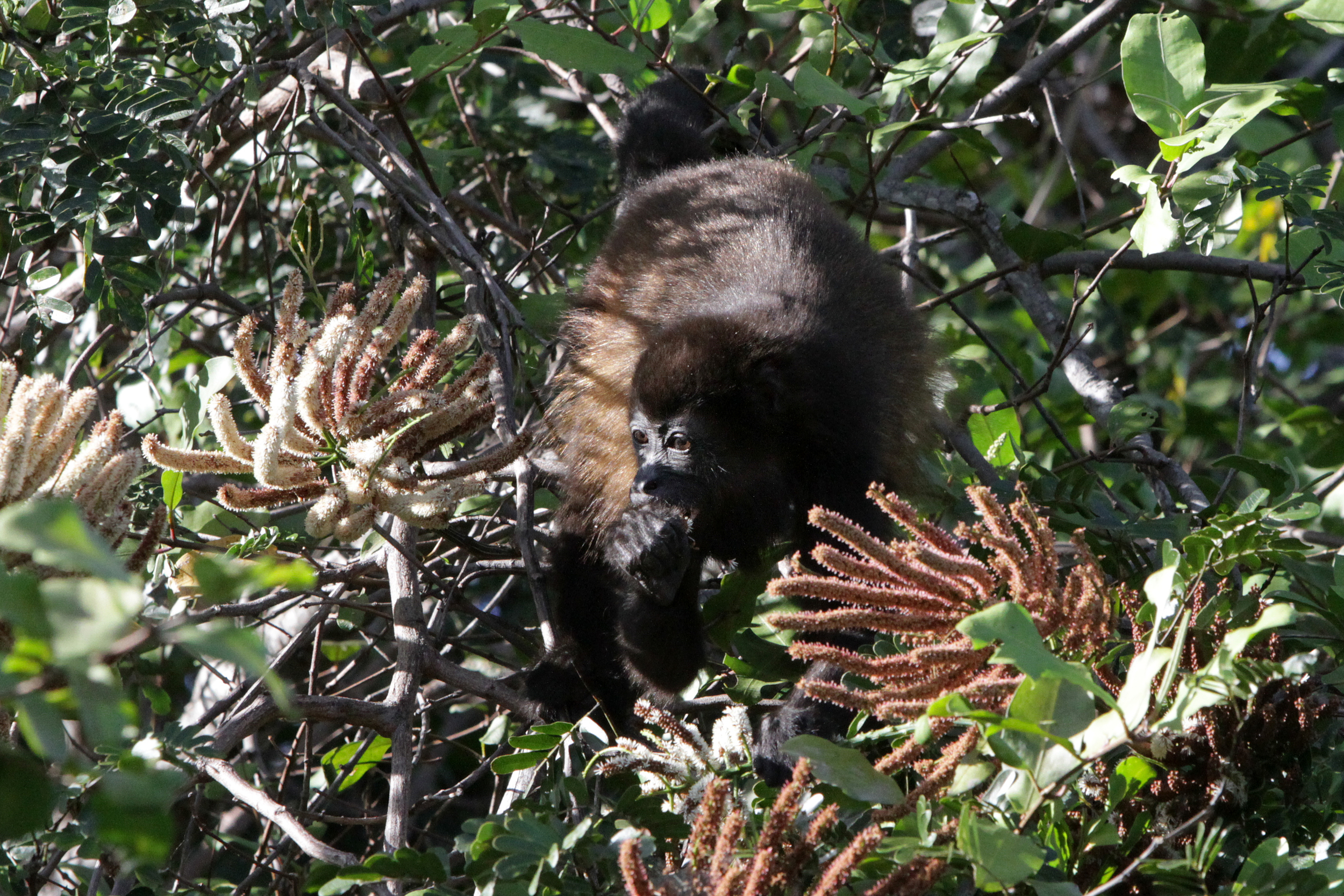 Howler Monkey