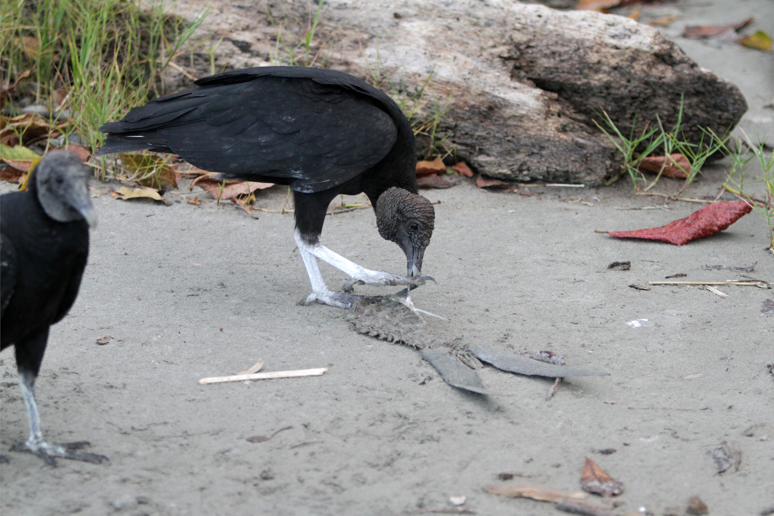 Turkey Vulture