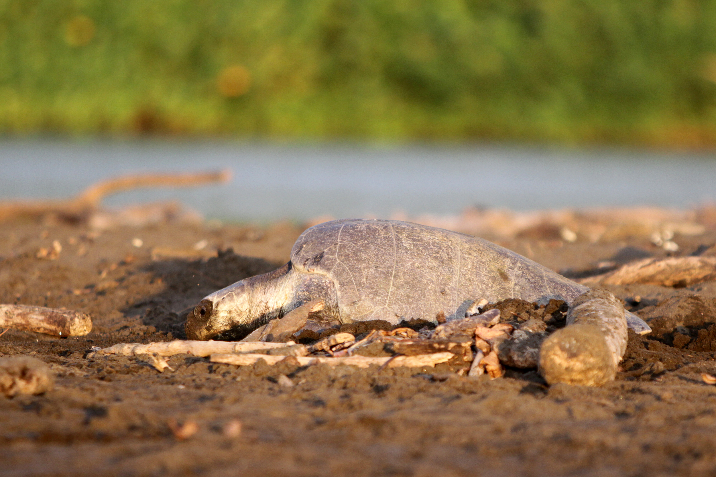 Olive Ridley Turtle