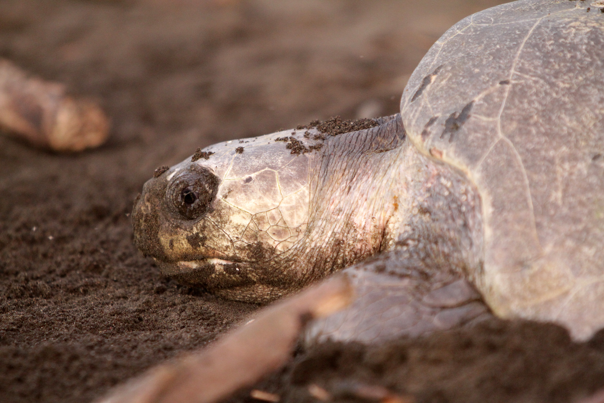 Olive Ridley Turtle
