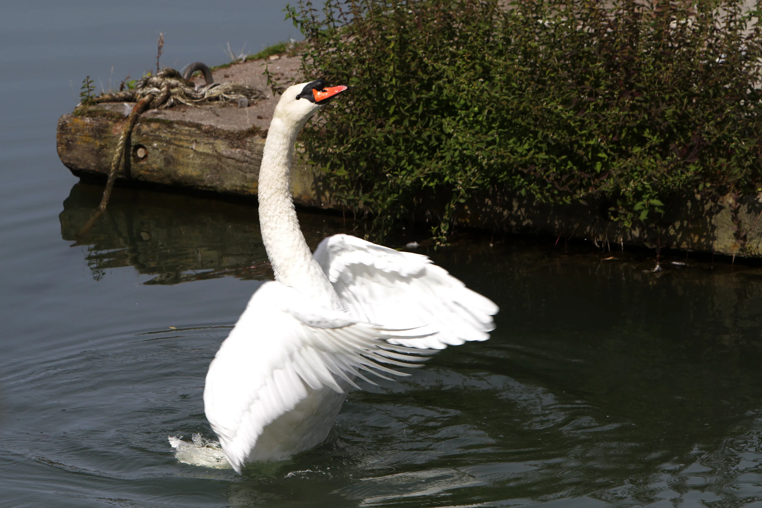 Trumpeter Swan