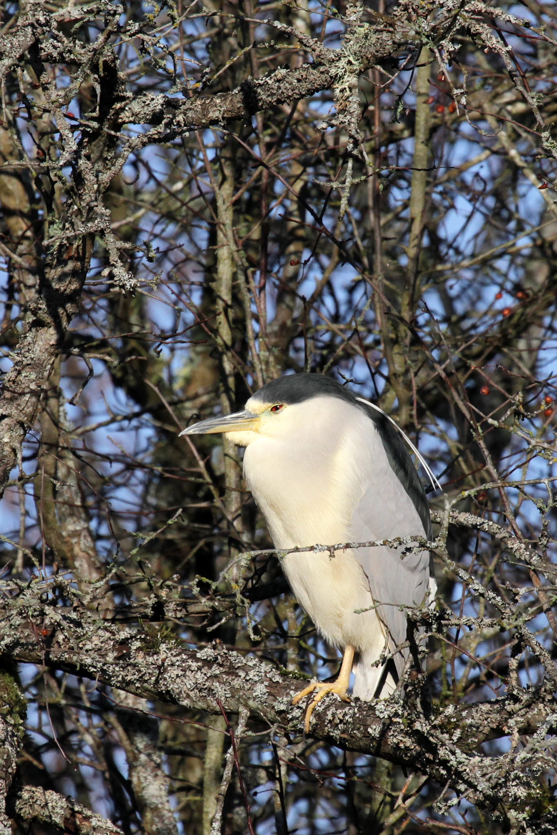 Black Crowned Night Heron