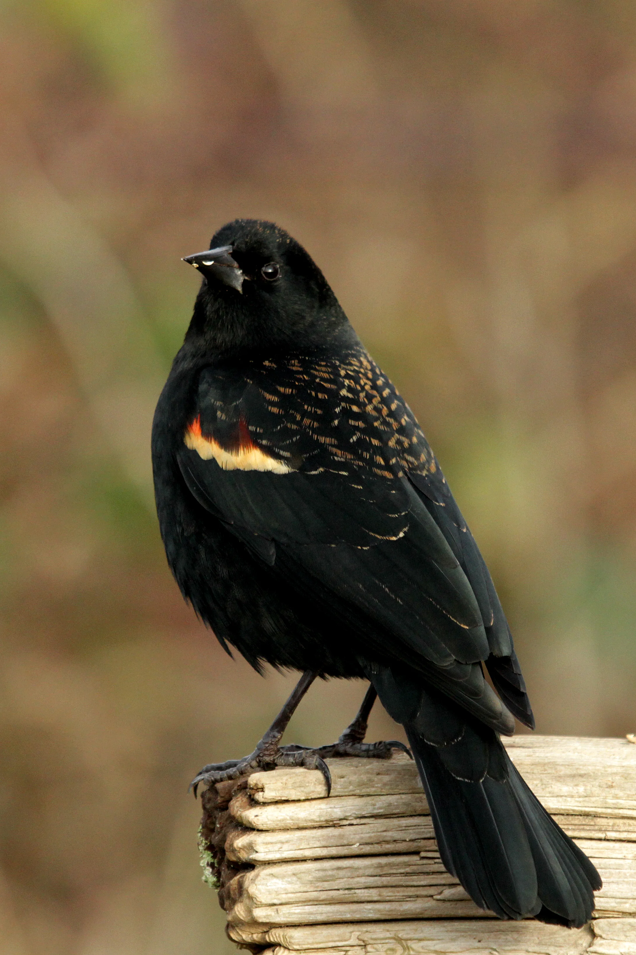 Red Wing Blackbird