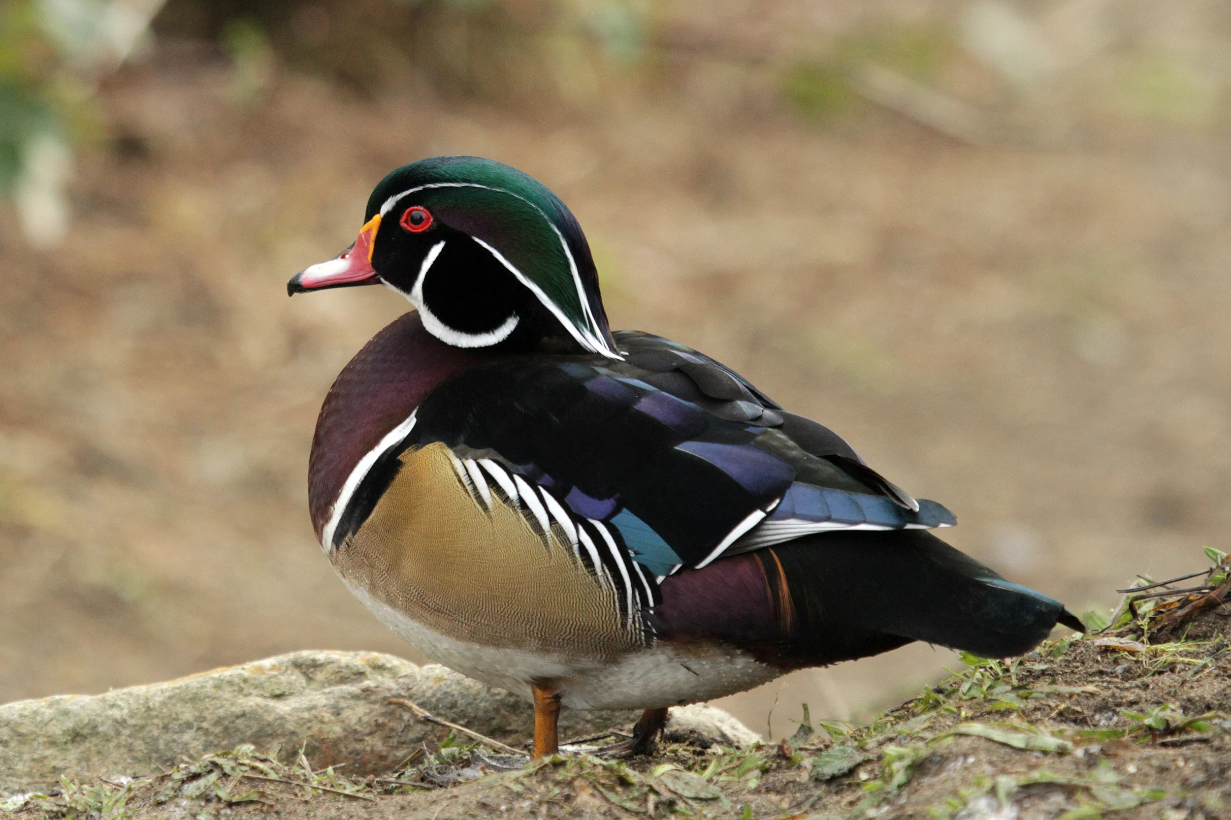 Wood Duck