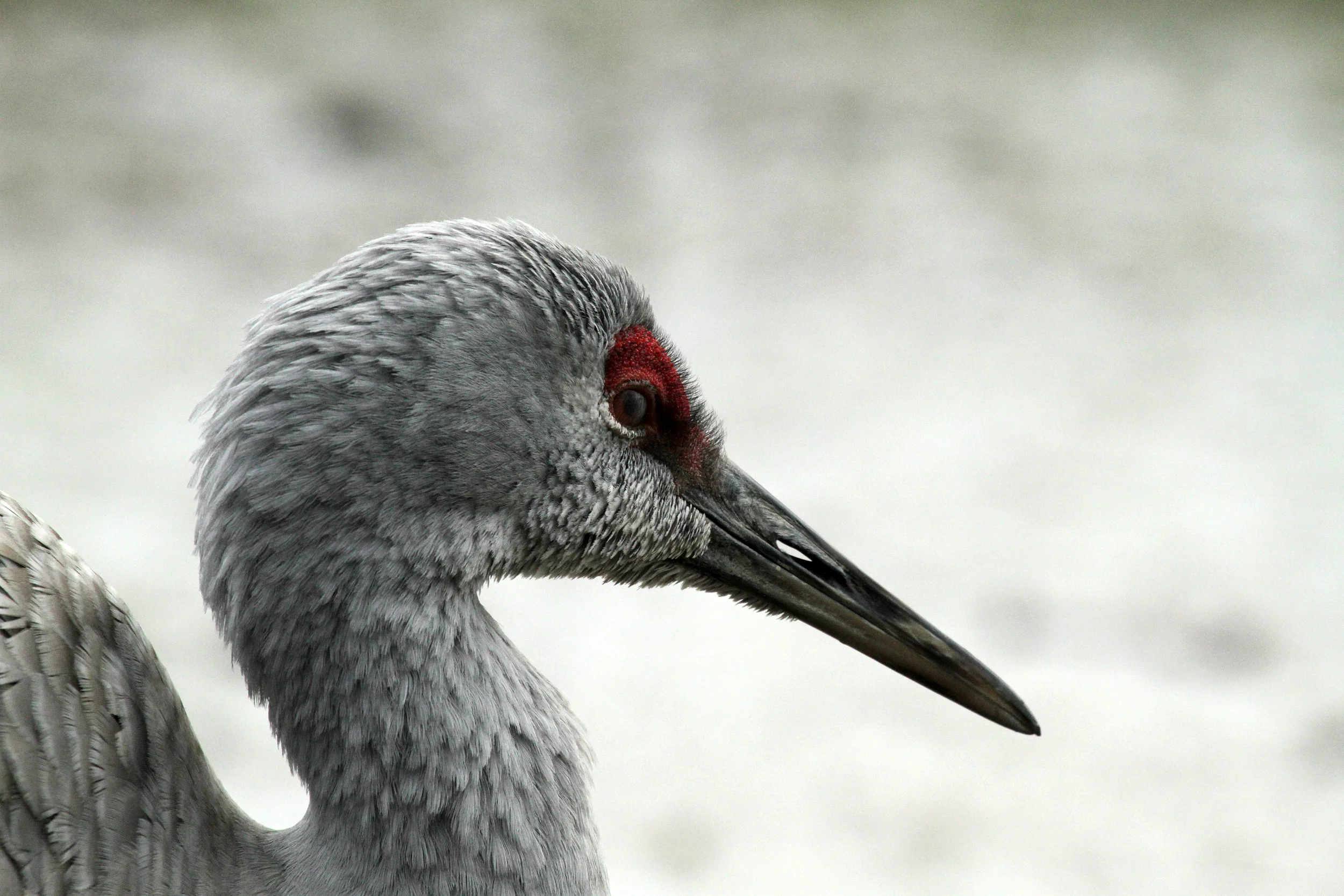 Sandhill Crane