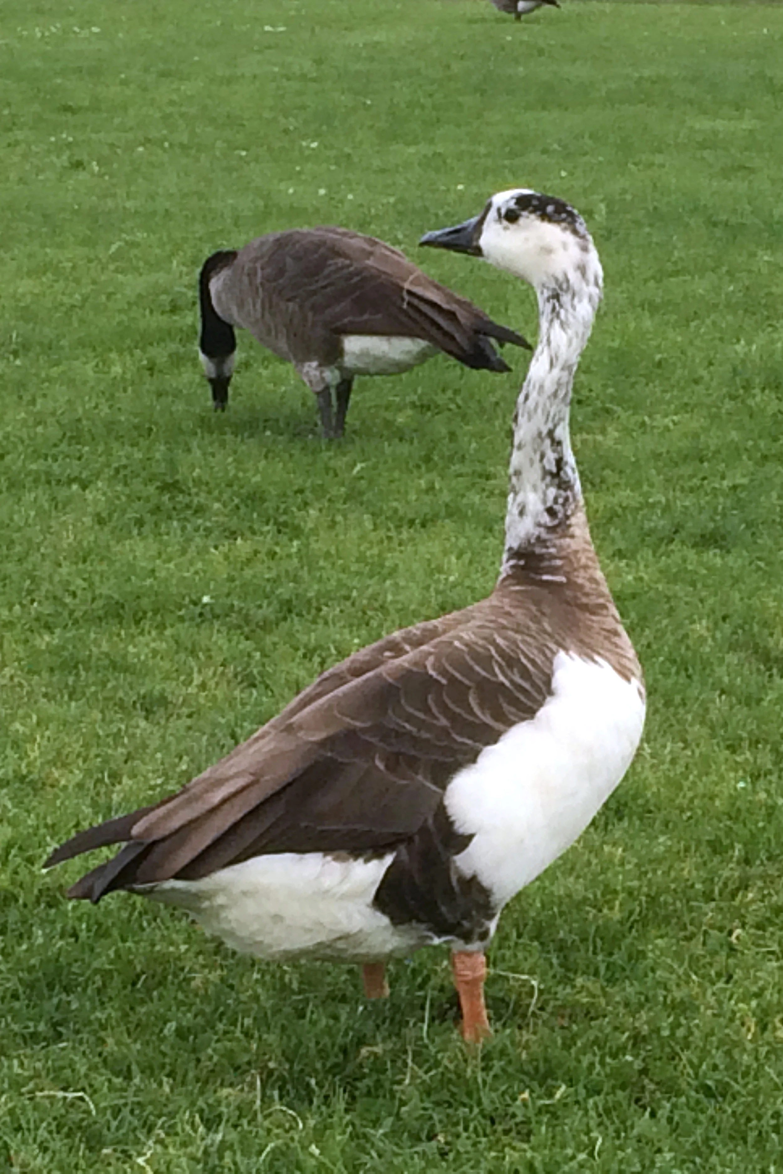 Canada Goose X Snow Goose Hybrid