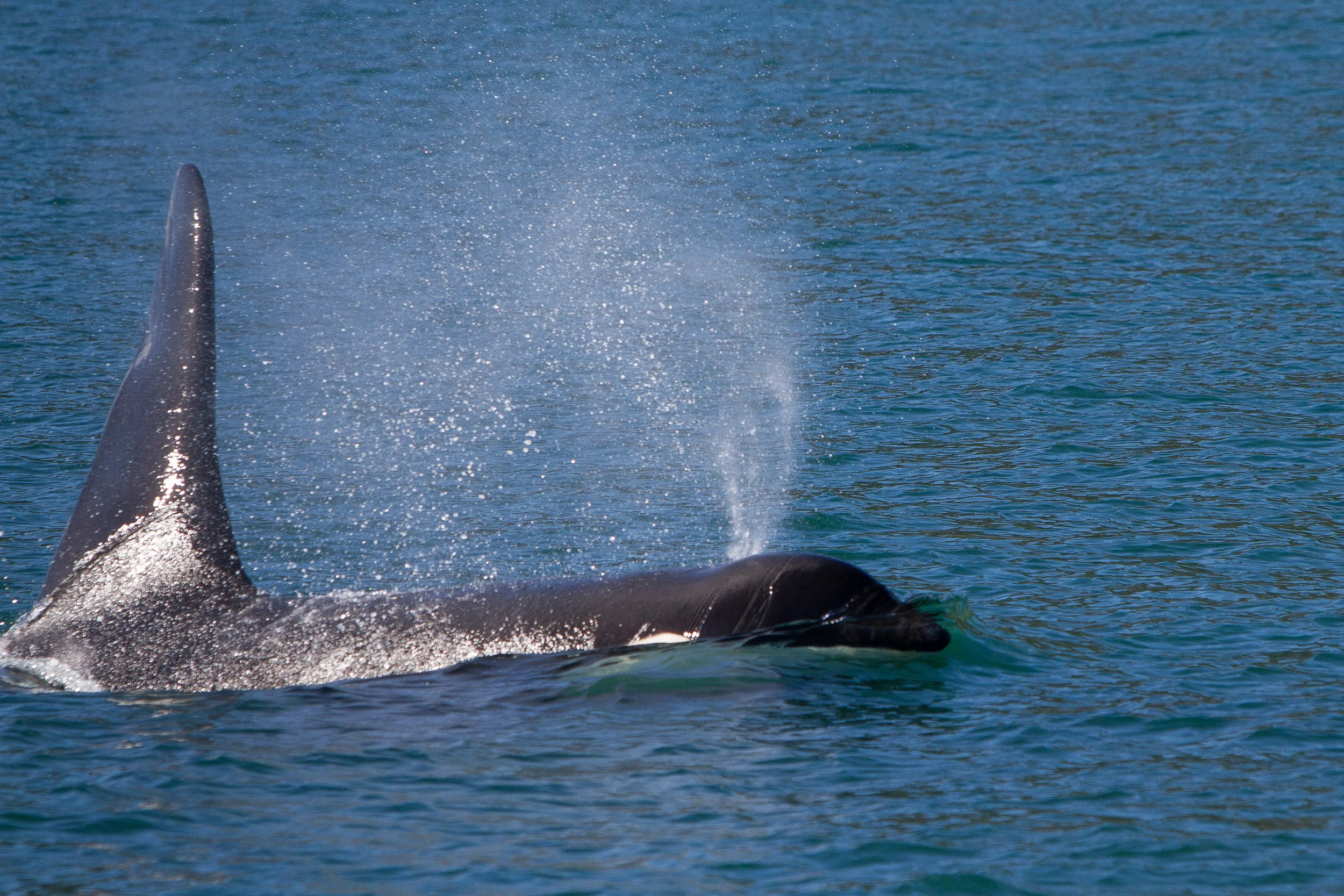 J26 Bull Orca