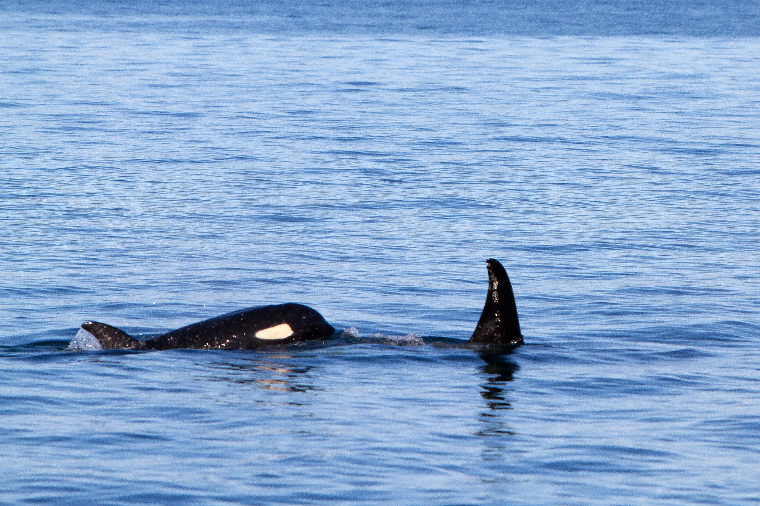 Calf and Mother