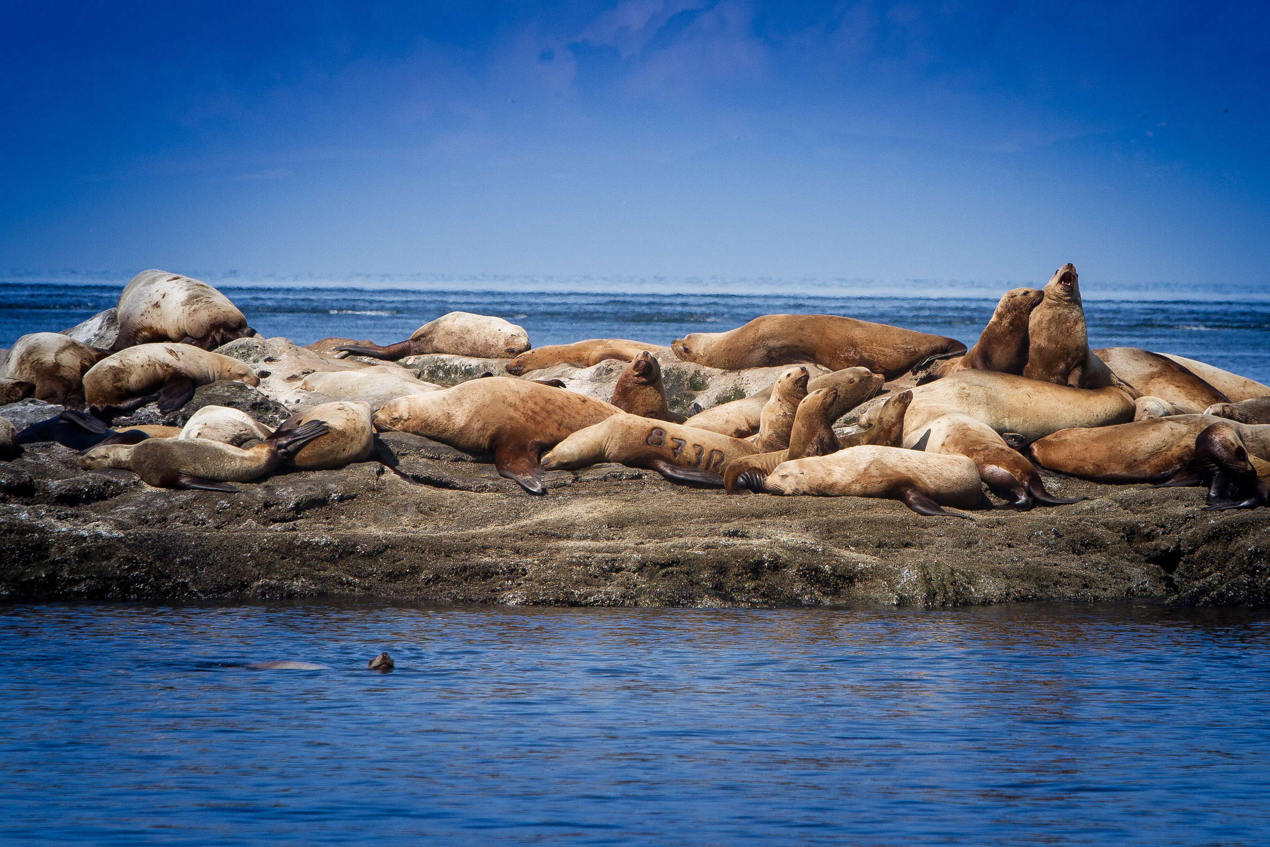 Steller Sea Lions