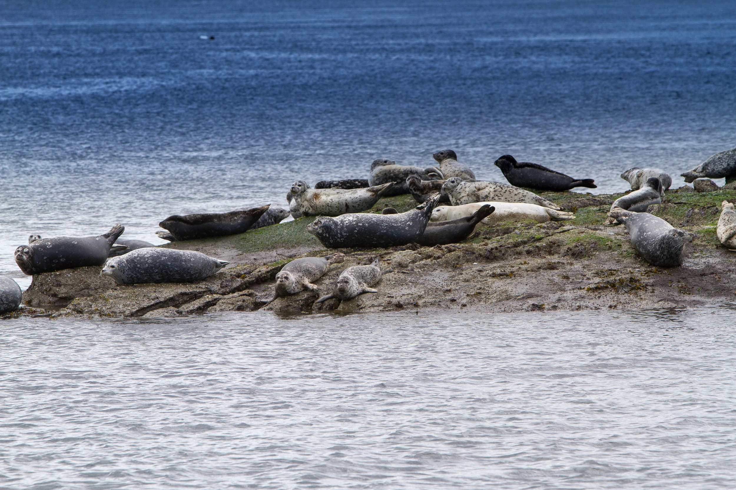 Harbor Seals