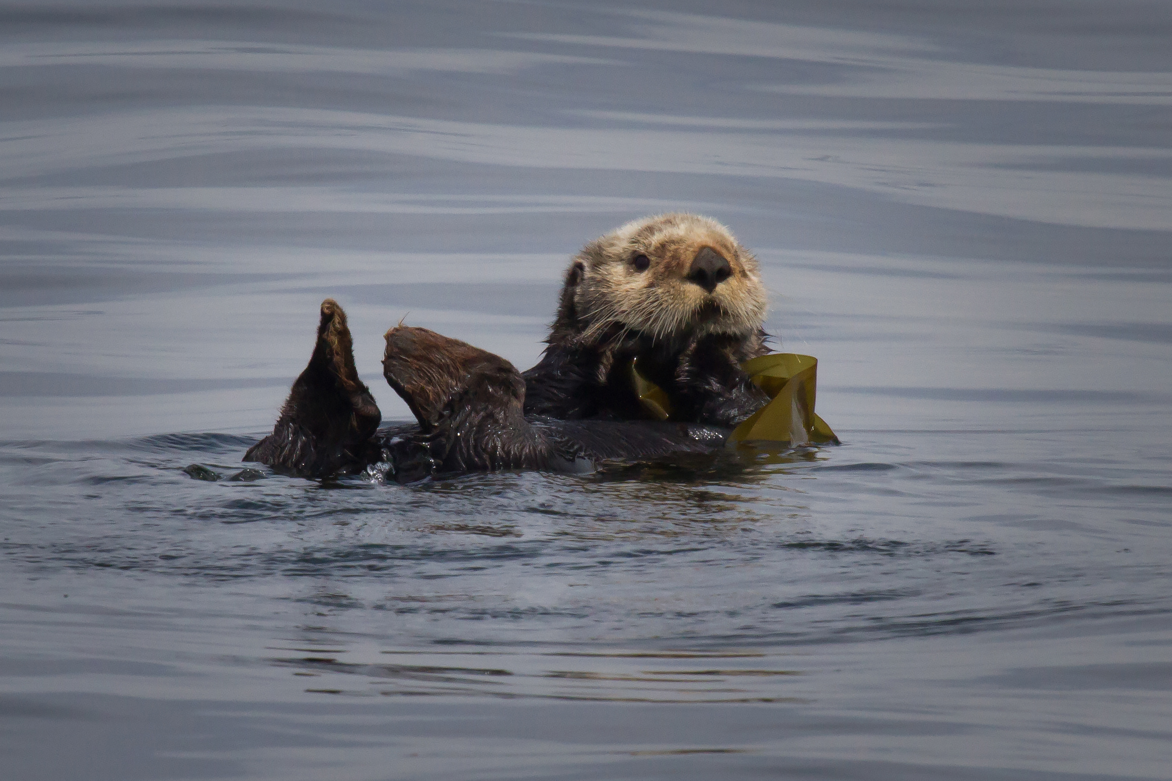 Sea Otter