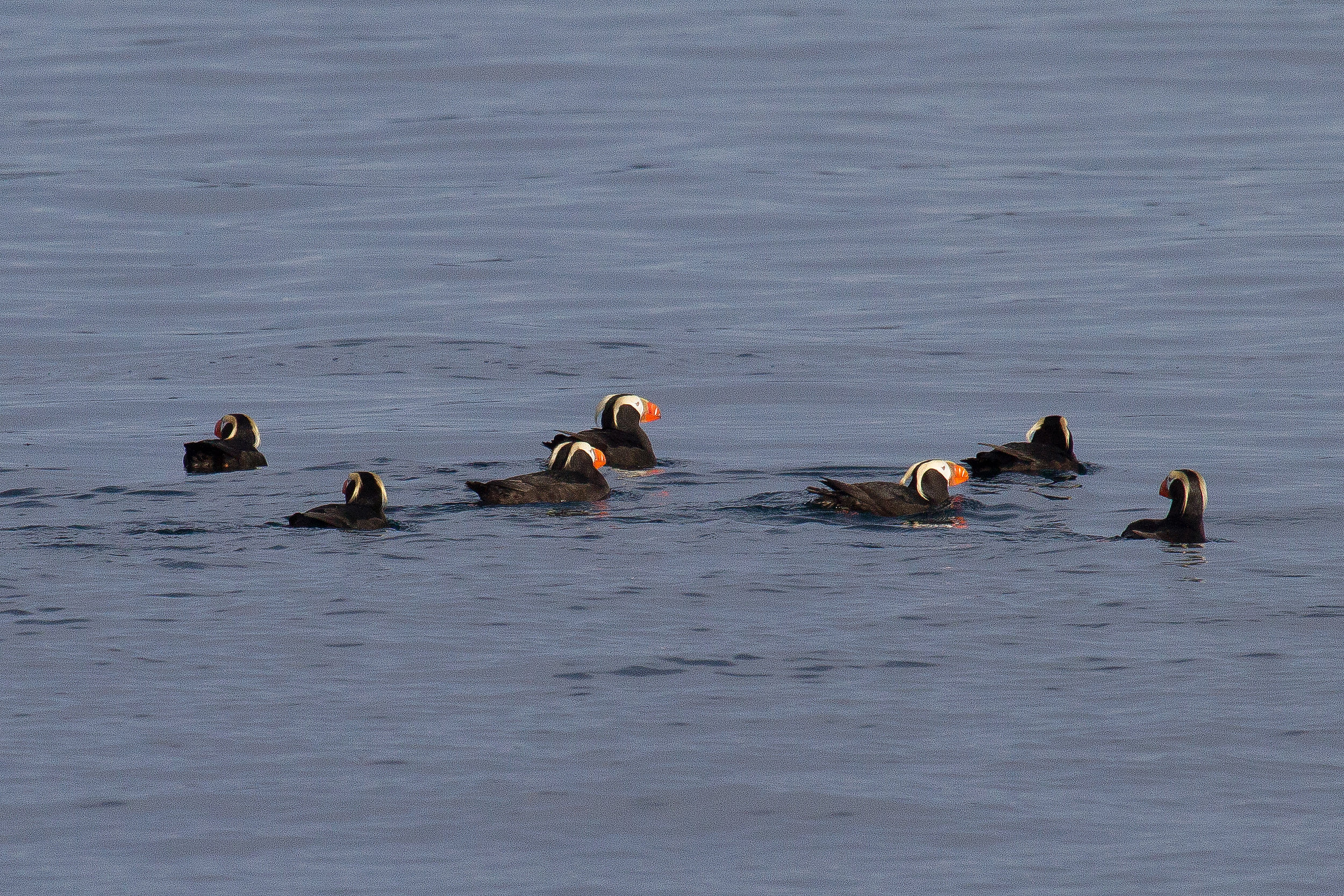 Puffins