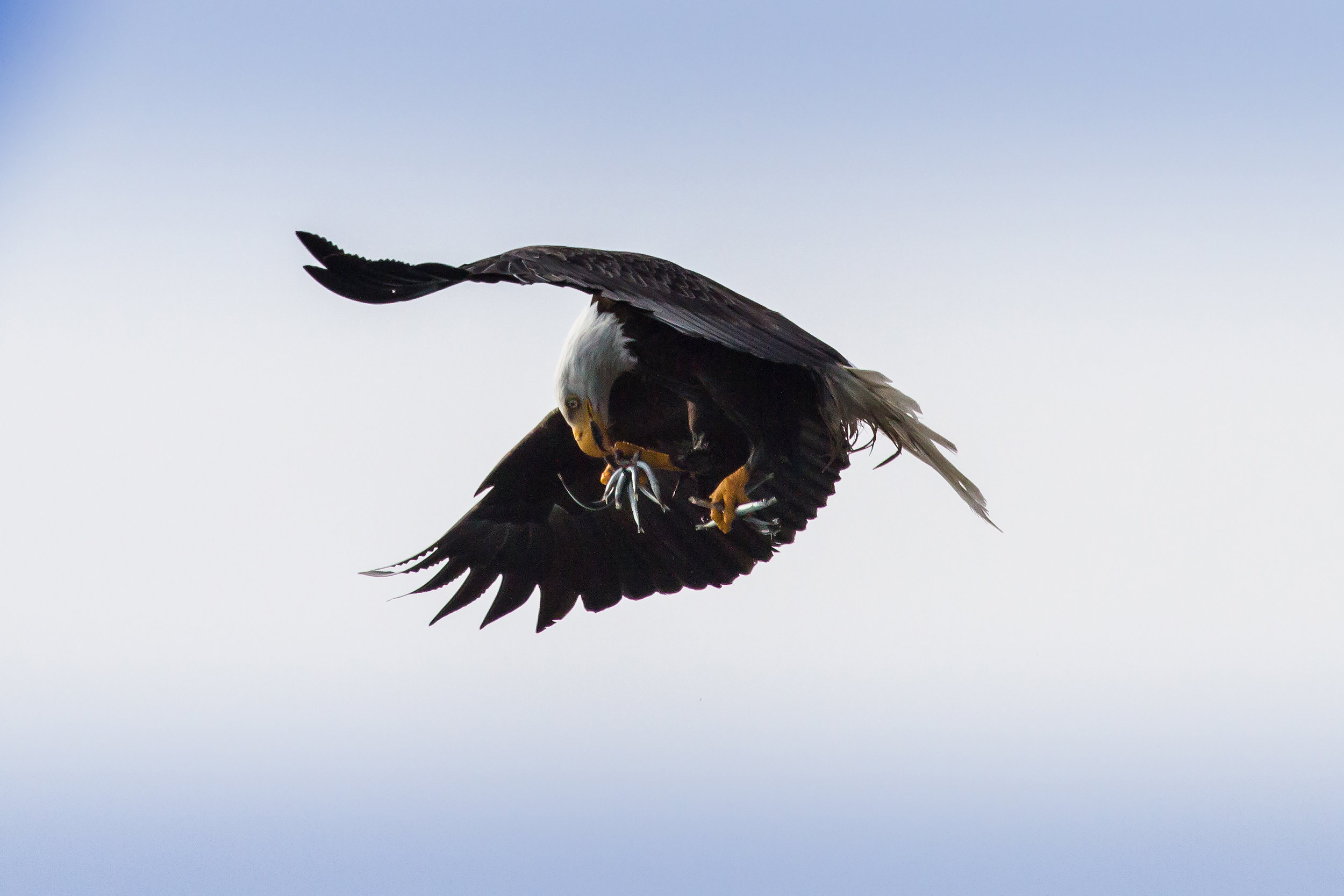 Eating on the fly