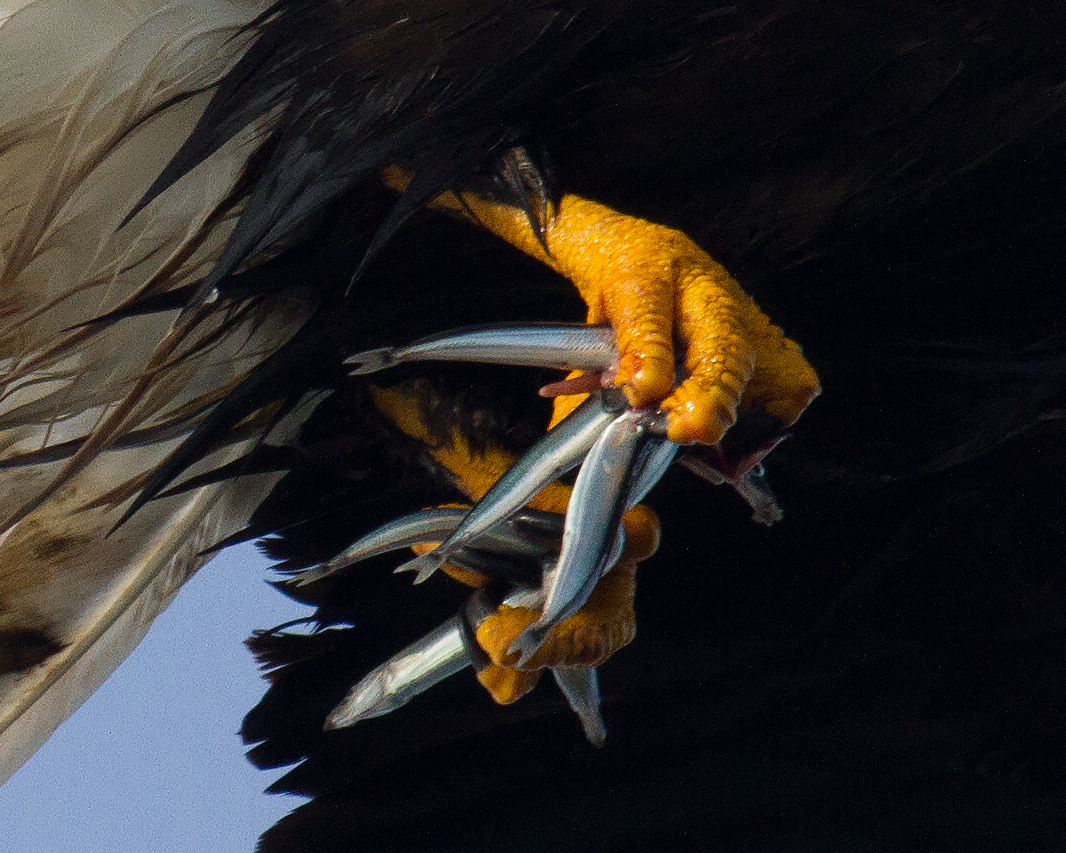 Talons
