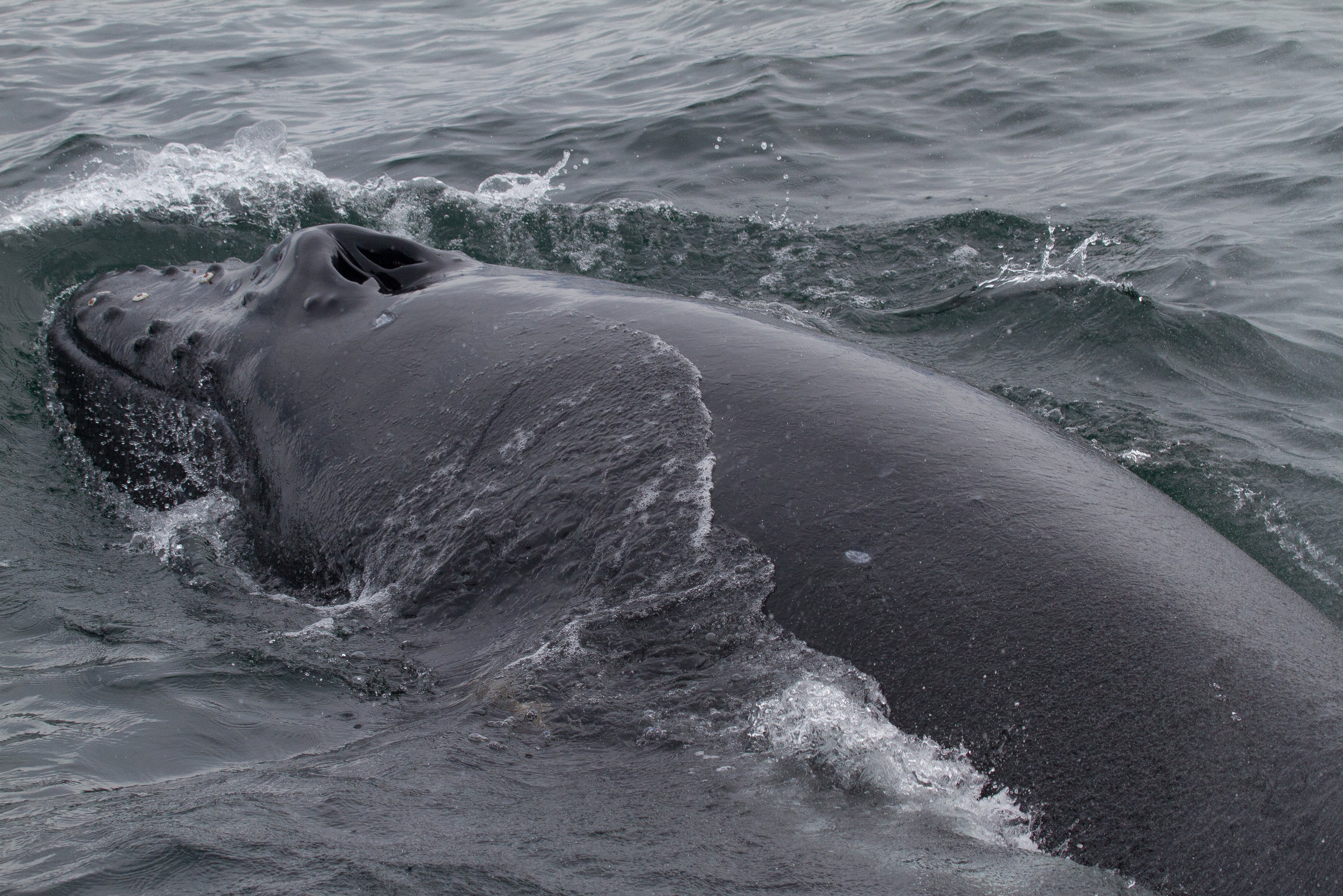 Humpback whale calf