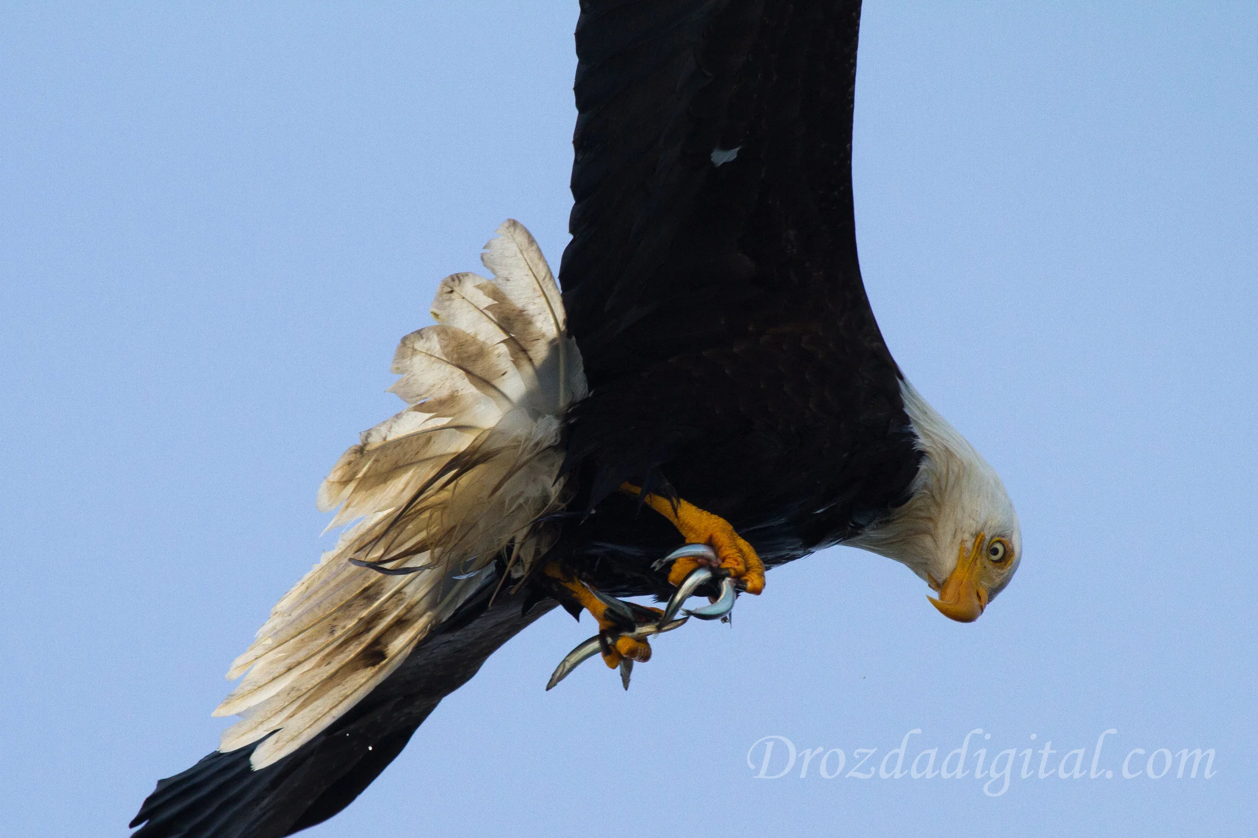 IMG_0288-1eagle.jpg