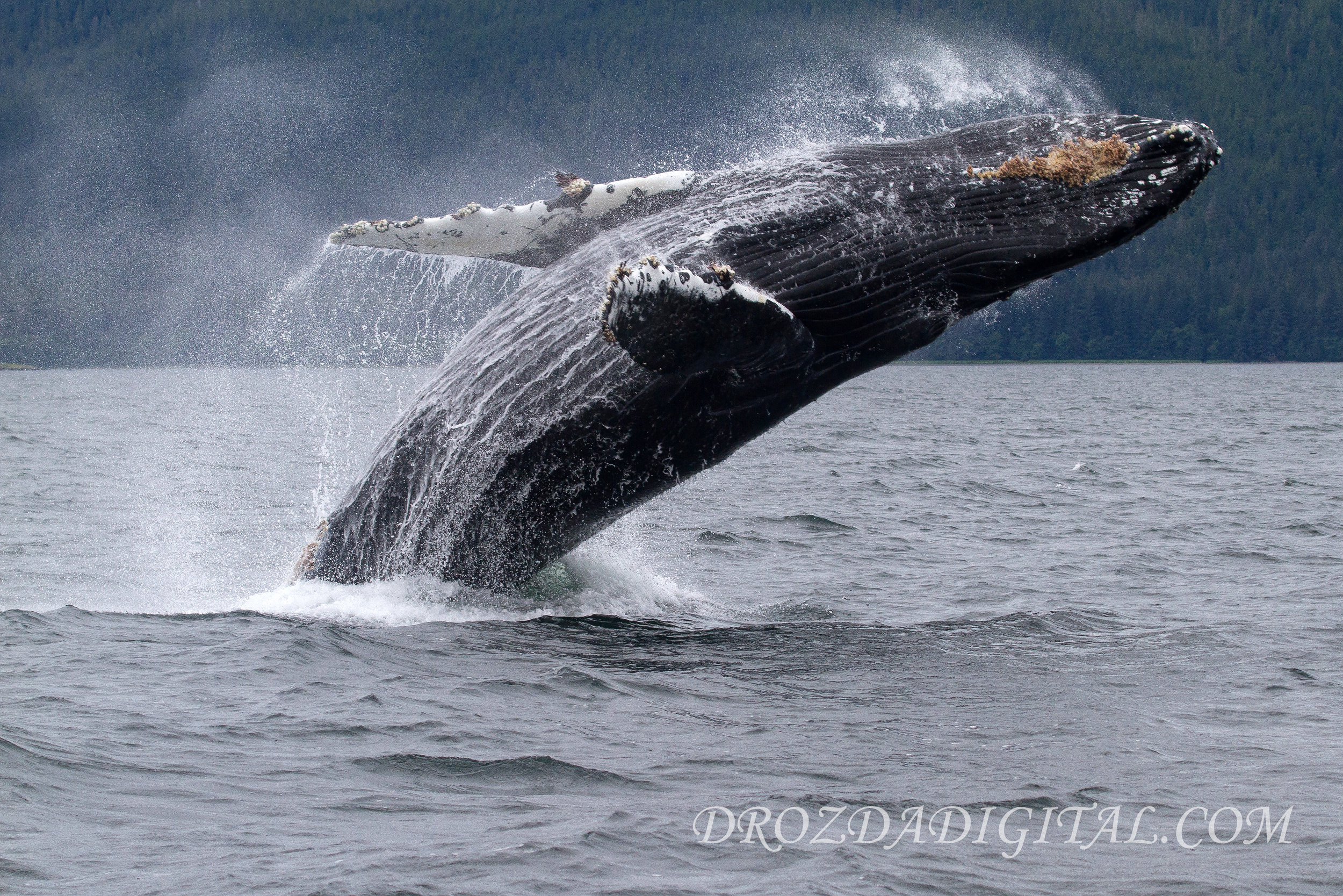 Breaching Humpback
