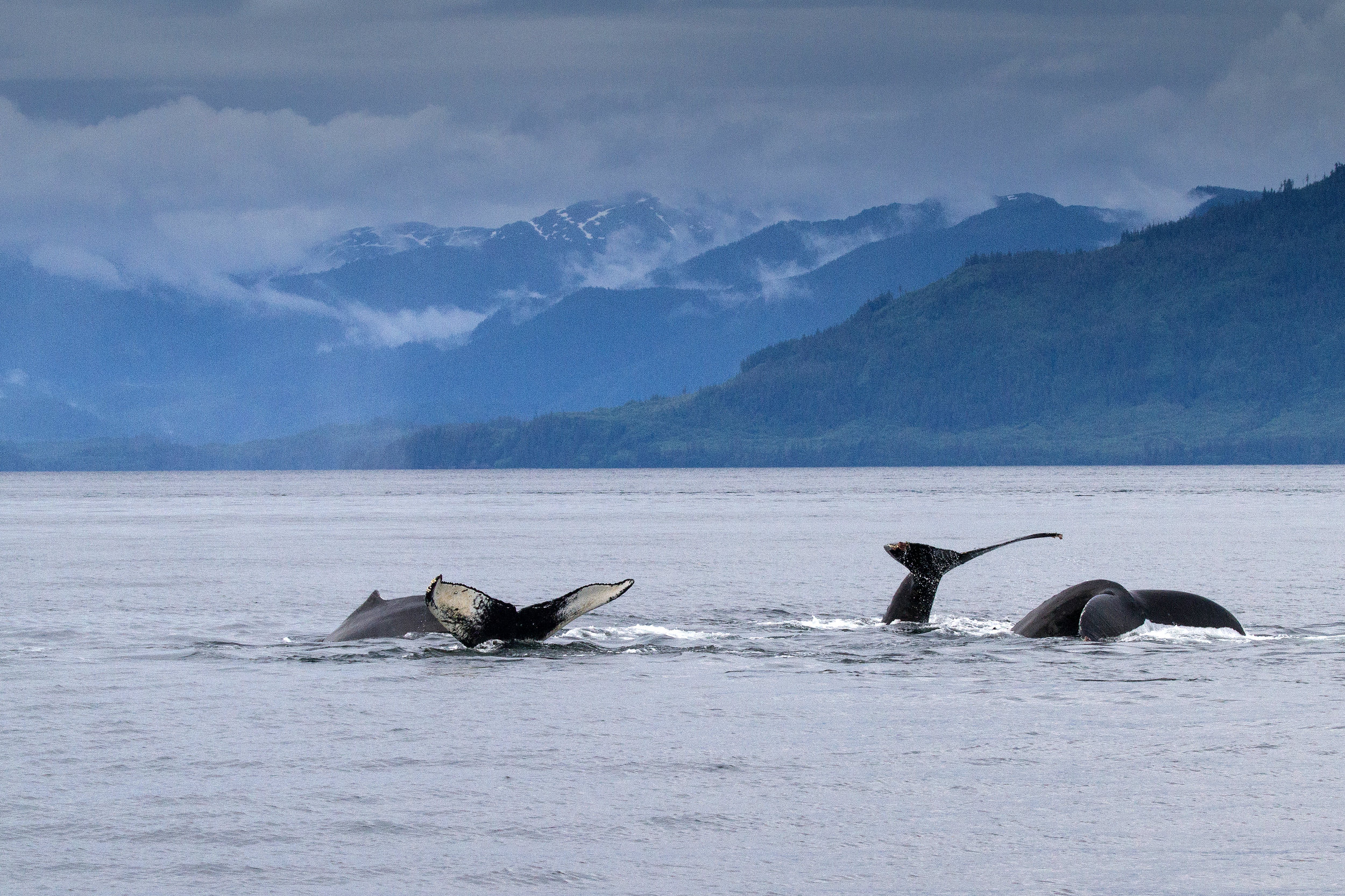 Whale Tails