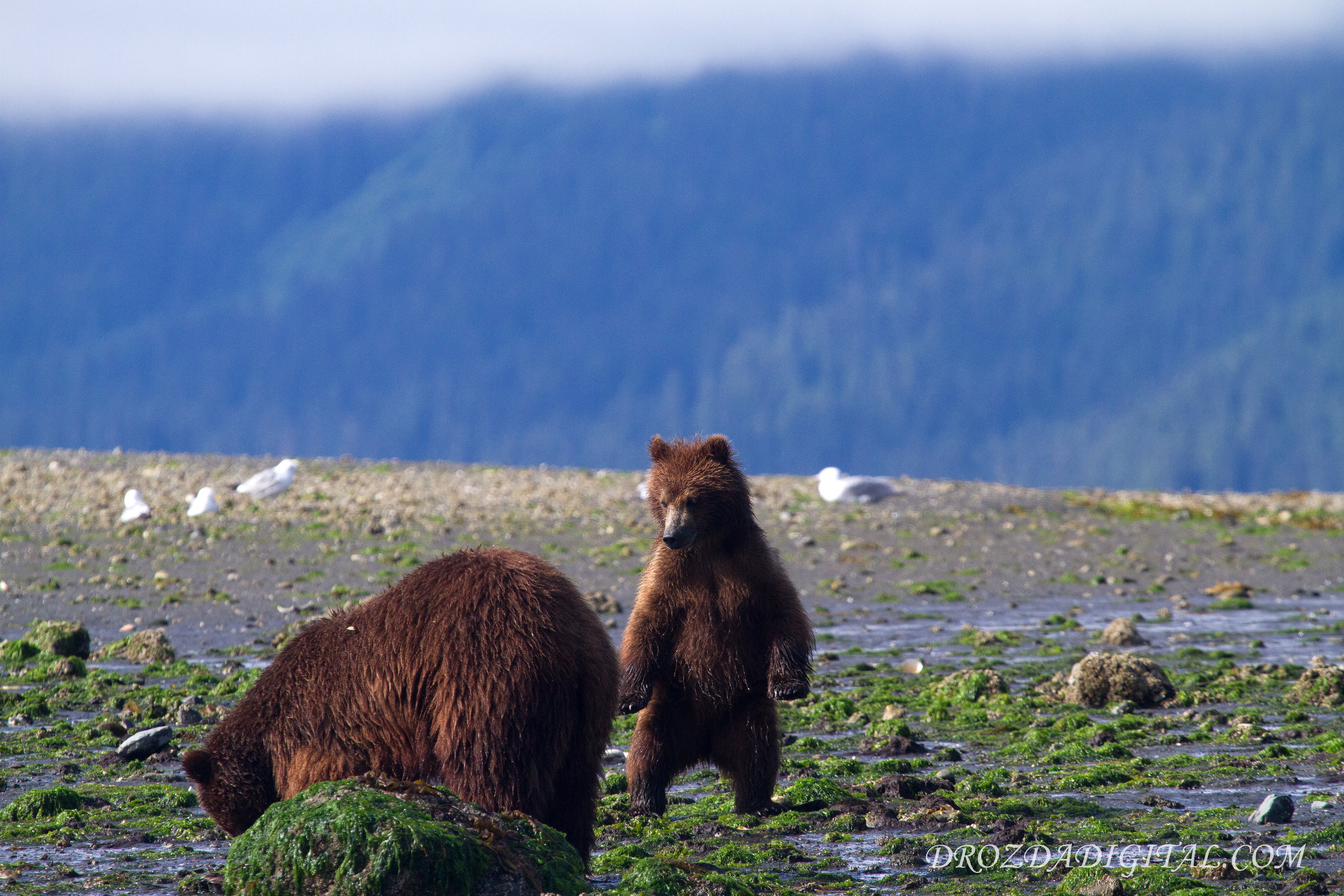 Momma bear and cub