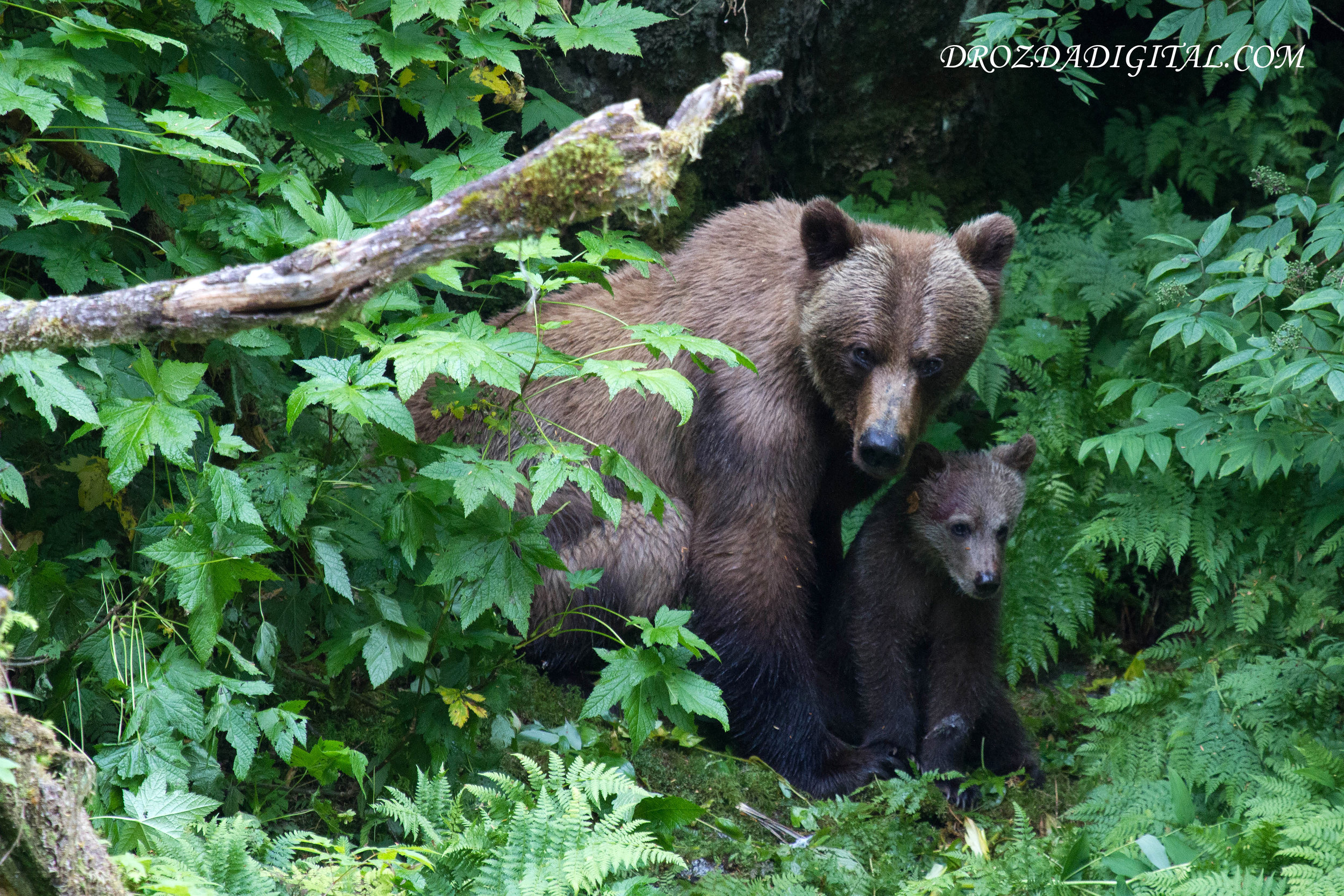 Grizzly sow and cub