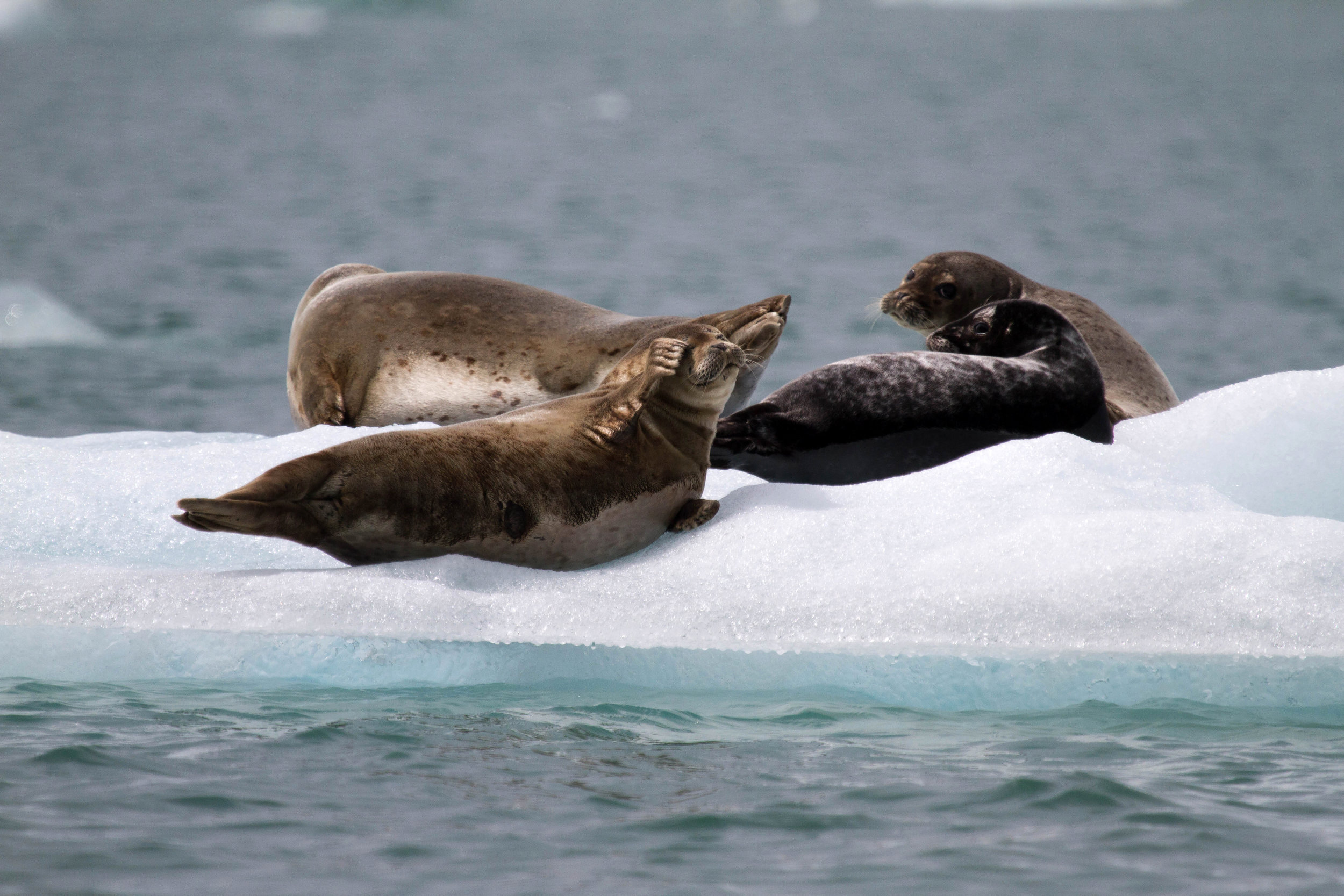 Seals and bergs