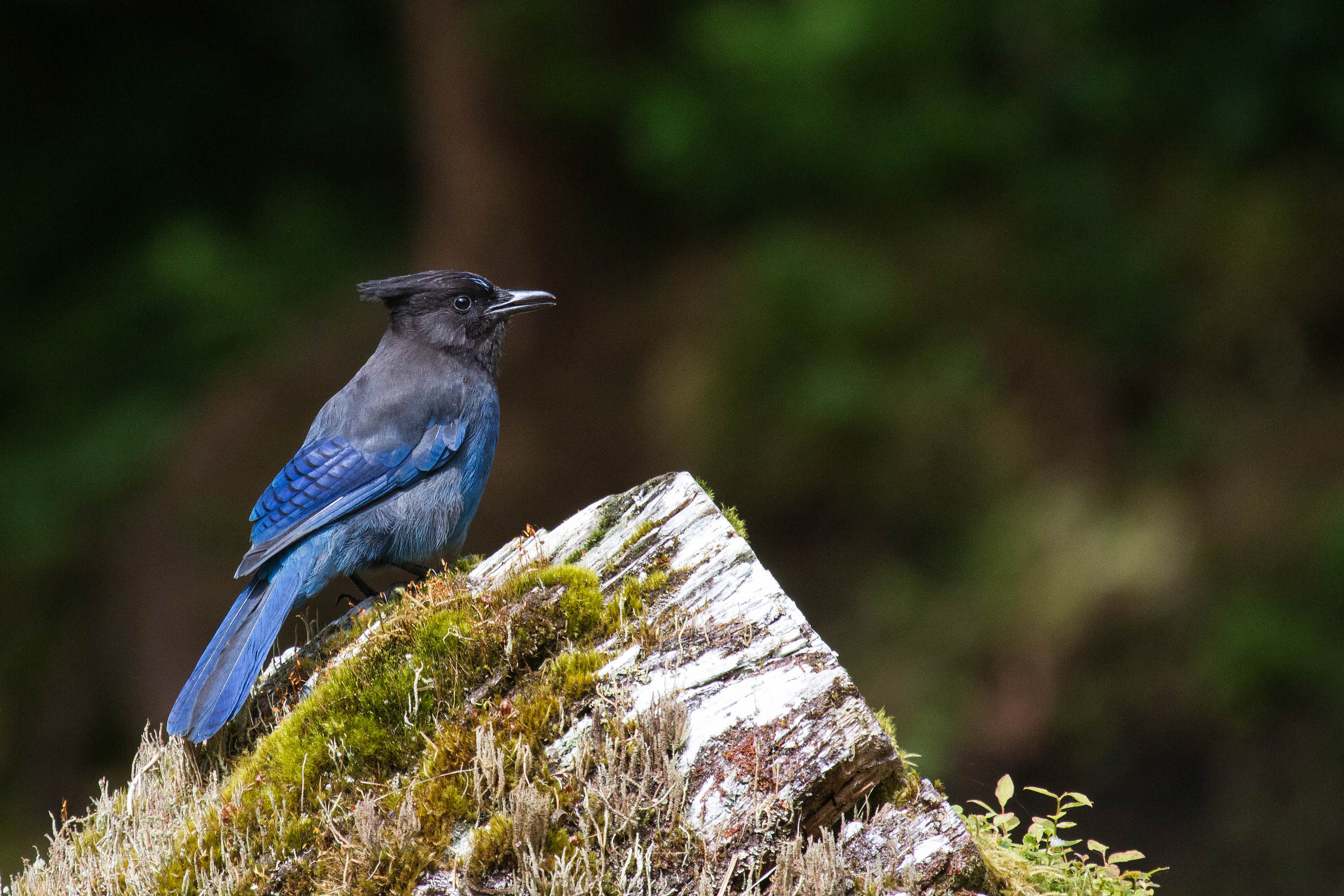 Stellar Jay